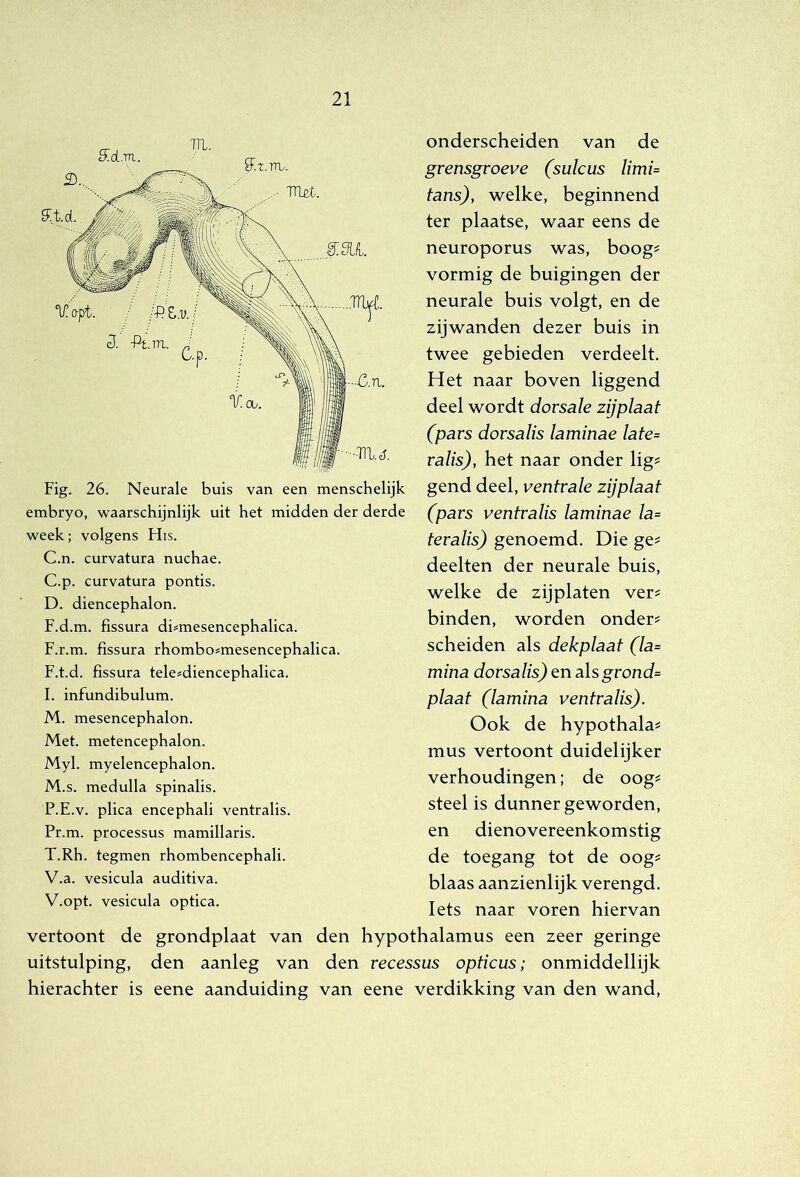 S^d.TTl. Til, ^.z.vru. ^.td. T11.J. Fig. 26. Neurale buis van een menschelijk embryo, waarschijnlijk uit het midden der derde week; volgens His. C.n. curvatura nuchae. C. p. curvatura pontis. D. diencephalon. F.d.m. fissura di^mesencephalica. F.r.m. fissura rhombo^mesencephalica. F.t.d. fissura tele=diencephalica. I. infundibulum. M. mesencephalon. Met. metencephalon. Myl. myelencephalon. M.s. medulla spinalis. P.E.v. plica encephali ventralis. Pr.m. processus mamillaris. T.Rh. tegmen rhombencephali. V.a. vesicula auditiva. V.opt. vesicula optica. onderscheiden van de grensgroeve (sulcus limi= tans), welke, beginnend ter plaatse, waar eens de neuroporus was, boog^ vormig de buigingen der neurale buis volgt, en de zijwanden dezer buis in twee gebieden verdeelt. Het naar boven liggend deel wordt dorsale zijplaat (pars dorsalis laminae late= ralis), het naar onder lig^ gend deel, ventrale zijplaat (pars ventralis laminae la= teralis) genoemd. Die ge? deelten der neurale buis, welke de zijplaten ver? binden, worden onder? scheiden als dekplaat (la= mina dorsalis) en alsgrond= plaat (lamina ventralis). Ook de hypothala? mus vertoont duidelijker verhoudingen; de oog? steel is dunner geworden, en dienovereenkomstig de toegang tot de oog? blaas aanzienlijk verengd. Iets naar voren hiervan vertoont de grondplaat van den hypothalamus een zeer geringe uitstulping, den aanleg van den recessus opticus; onmiddellijk hierachter is eene aanduiding van eene verdikking van den wand,