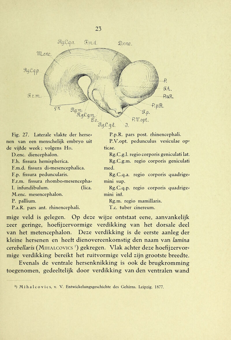 %Q.(^.a. [I^u.ci, S.ey,i£. Fig. 27. Laterale vlakte der herse= nen van een menschelijk embryo uit de vijfde week; volgens His. D.enc. diencephalon. F.h. fissura hemispherica. F.m.d. fissura di^mesencephalica. F.p. fissura peduncularis. F.r.m. fissura rhombo=mesencephas I. infundibulum. (lica. M.enc. mesencephalon. P. pallium. P.a.R. pars ant. rhinencephali. P.p.R. pars post. rhinencephali. P.V.opt. pedunculus vesiculae op= ticae. Rg.C.g.1. regio corporis geniculati lat. Rg.C.g.m. regio corporis geniculati med. Rg.C.q.a. regio corporis quadrige^ mini sup. Rg.C.q.p. regio corporis quadrige# mini inf. Rg.m. regio mamillaris. T.c. tuber cinereum. mige veld is gelegen. Op deze wijze ontstaat eene, aanvankelijk zeer geringe, hoefijzervormige verdikking van het dorsale deel van het metencephalon. Deze verdikking is de eerste aanleg der kleine hersenen en heeft dienovereenkomstig den naam van lamina cerebellavis (Mihalcovics gekregen. Vlak achter deze hoefijzervor? mige verdikking bereikt het ruitvormige veld zijn grootste breedte. Evenals de ventrale hersenknikking is ook de brugkromming toegenomen, gedeeltelijk door verdikking van den ventralen wand Mihalcovics, v. V. Entwickelungsgeschichte des Gehirns. Leipzig. 1877.