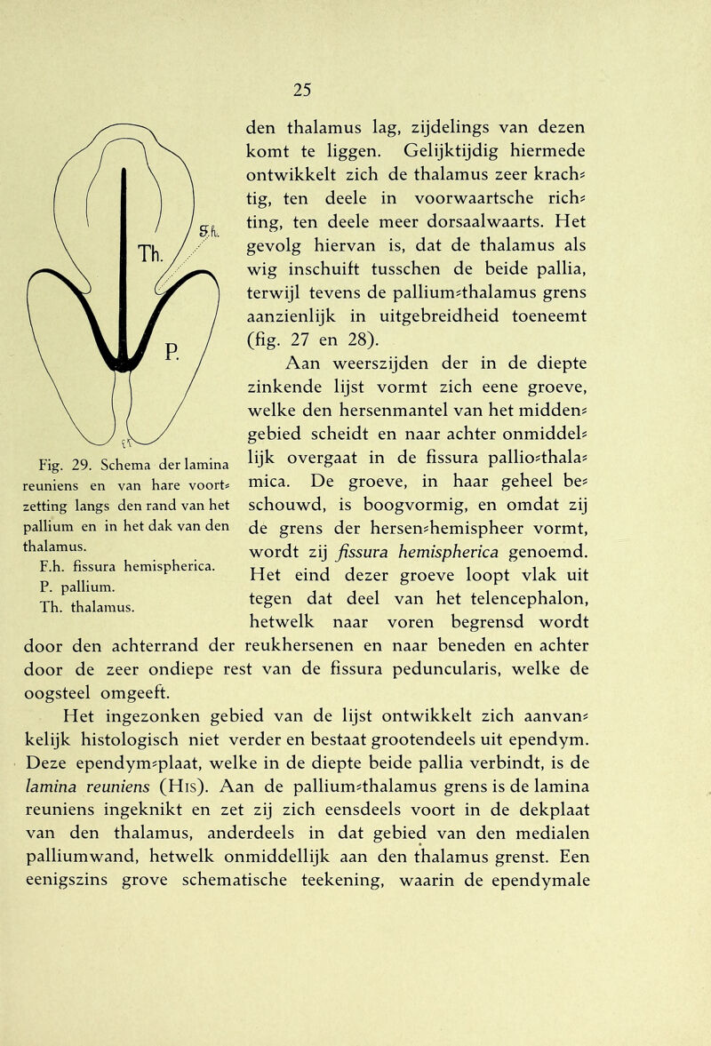 den thalamus lag, zijdelings van dezen komt te liggen. Gelijktijdig hiermede ontwikkelt zich de thalamus zeer krach? tig, ten deele in voorwaartsche rich? ting, ten deele meer dorsaalwaarts. Het gevolg hiervan is, dat de thalamus als wig inschuift tusschen de beide pallia, terwijl tevens de pallium?thalamus grens aanzienlijk in uitgebreidheid toeneemt (fig. 27 en 28). Aan weerszijden der in de diepte zinkende lijst vormt zich eene groeve, welke den hersenmantel van het midden? gebied scheidt en naar achter onmiddel? lijk overgaat in de fissura pallio?thala? mica. De groeve, in haar geheel be? schouwd, is boogvormig, en omdat zij de grens der hersen?hemispheer vormt, wordt zij fissura hemispherica genoemd. Het eind dezer groeve loopt vlak uit tegen dat deel van het telencephalon, hetwelk naar voren begrensd wordt door den achterrand der reukhersenen en naar beneden en achter door de zeer ondiepe rest van de fissura peduncularis, welke de oogsteel omgeeft. Het ingezonken gebied van de lijst ontwikkelt zich aanvan? kelijk histologisch niet verder en bestaat grootendeels uit ependym. Deze ependym?plaat, welke in de diepte beide pallia verbindt, is de lamina reuniens (His). Aan de pallium?thalamus grens is de lamina reuniens ingeknikt en zet zij zich eensdeels voort in de dekplaat van den thalamus, anderdeels in dat gebied van den medialen palliumwand, hetwelk onmiddellijk aan den thalamus grenst. Een eenigszins grove schematische teekening, waarin de ependymale Fig. 29. Schema der lamina reuniens en van hare voorts zetting langs den rand van het pallium en in het dak van den thalamus. F.h. fissura hemispherica. P. pallium. Th. thalamus.