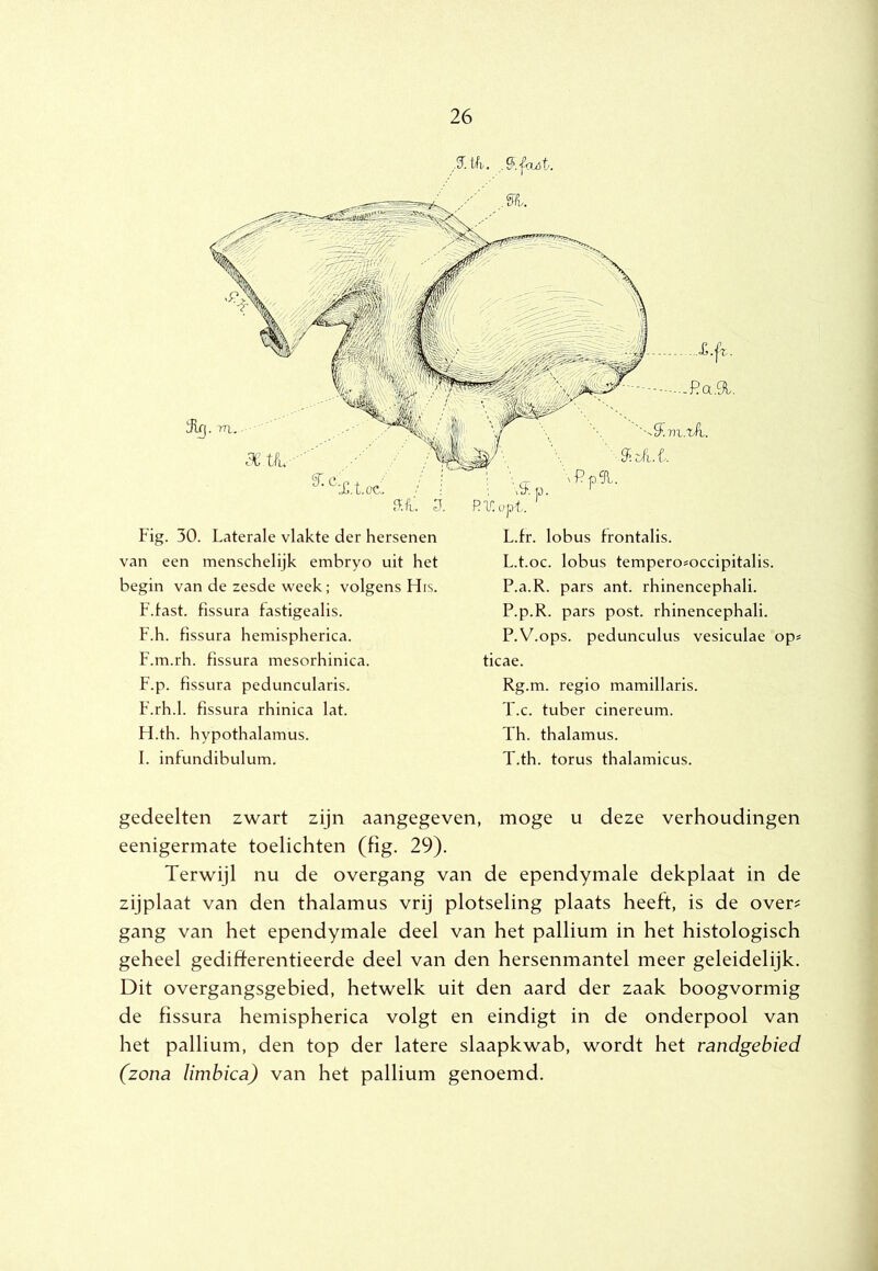 Fig. 30. Laterale vlakte der hersenen van een menschelijk embryo uit het begin van de zesde week; volgens His. F.tast. fissura fastigealis. F.h. fissura hemispherica. F.m.rh. fissura mesorhinica. F.p. fissura peduncularis. F.rh.1. fissura rhinica lat. H. th. hypothalamus. I. infundibulum. L.fr. lobus frontalis. L.t.oc. lobus tempero^occipitalis. P.a.R. pars ant. rhinencephali. P.p.R. pars post. rhinencephali. P.V.ops. pedunculus vesiculae 'op« ticae. Rg.m. regio mamillaris. T.c. tuber cinereum. Th. thalamus. T.th. torus thalamicus. gedeelten zwart zijn aangegeven, moge u deze verhoudingen eenigermate toelichten (fig. 29). Terwijl nu de overgang van de ependymale dekplaat in de zijplaat van den thalamus vrij plotseling plaats heeft, is de over? gang van het ependymale deel van het pallium in het histologisch geheel gedifferentieerde deel van den hersenmantel meer geleidelijk. Dit overgangsgebied, hetwelk uit den aard der zaak boogvormig de fissura hemispherica volgt en eindigt in de onderpool van het pallium, den top der latere slaapkwab, wordt het randgebied (zona limbica) van het pallium genoemd.