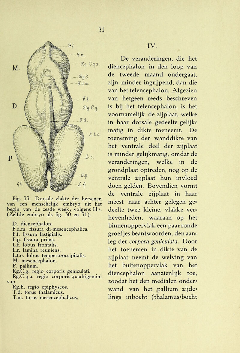 Fig. 33. Dorsale vlakte der hersenen van een menschelijk embryo uit het begin van de zesde week; volgens His. (Zelfde embryo als fig. 30 en 31). D. diencephalon. F.d.m. fissura di^mesencephalica. F.f. fissura fastigialis. F.p. fissura prima. L.f. lobus frontalis. L.r. lamina reuniens. L. t.o. lobus tempero^occipitalis. M. mesencephalon. P. pallium. Rg.C.g. regio corporis geniculati. Rg.C.q.a. regio corporis quadrigemini sup. Rg.E. regio epiphyseos. T.d. torus thalamicus. T.m. torus mesencephalicus. IV. De veranderingen, die het diencephalon in den loop van de tweede maand ondergaat, zijn minder ingrijpend, dan die van het telencephalon. Afgezien van hetgeen reeds beschreven is bij het telencephalon, is het voornamelijk de zijplaat, welke in haar dorsale gedeelte gelijk^ matig in dikte toeneemt. De toeneming der wanddikte van het ventrale deel der zijplaat is minder gelijkmatig, omdat de veranderingen, welke in de grondplaat optreden, nog op de ventrale zijplaat hun invloed doen gelden. Bovendien vormt de ventrale zijplaat in haar meest naar achter gelegen ge? deelte twee kleine, vlakke ver? hevenheden, waaraan op het binnenoppervlak een paar ronde groefjes beantwoorden, den aan? leg der corpora geniculata. Door het toenemen in dikte van de zijplaat neemt de welving van het buitenoppervlak van het diencephalon aanzienlijk toe, zoodat het den medialen onder? wand van het pallium zijde? lings inbocht (thalamus?bocht