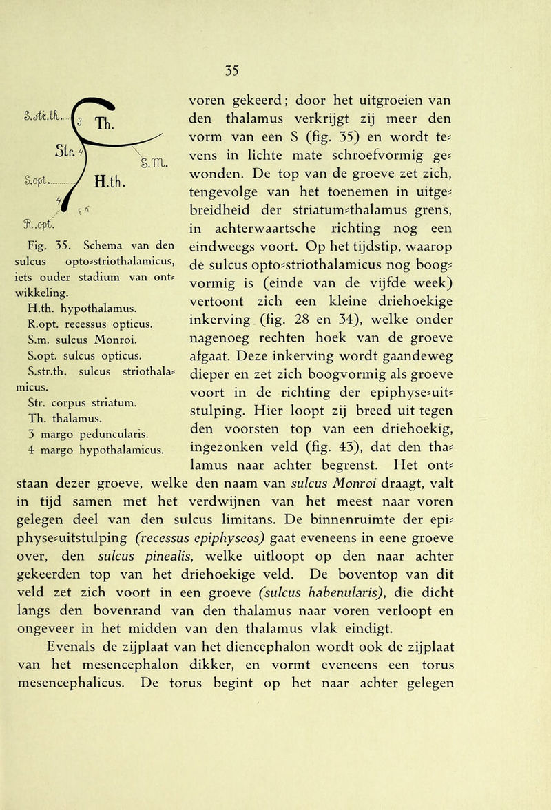 voren gekeerd; door het uitgroeien van den thalamus verkrijgt zij meer den vorm van een S (fig. 35) en wordt te^ vens in lichte mate schroefvormig ge^ wonden. De top van de groeve zet zich, tengevolge van het toenemen in uitge^ breidheid der striatum^thalamus grens, in achterwaartsche richting nog een Fig. 35. Schema van den eindweegs voort. Op het tijdstip, waarop sulcus opto^striothalamicus, sulcus opto^striothalamicus nog boog^ vormig is (einde van de vijfde week) vertoont zich een kleine driehoekige inkerving (fig. 28 en 34), welke onder nagenoeg rechten hoek van de groeve afgaat. Deze inkerving wordt gaandeweg dieper en zet zich boogvormig als groeve voort in de richting der epiphyse^uifi stulping. Hier loopt zij breed uit tegen den voorsten top van een driehoekig, ingezonken veld (fig. 43), dat den tha# lamus naar achter begrenst. Het ont^ staan dezer groeve, welke den naam van sulcus Monroi draagt, valt in tijd samen met het verdwijnen van het meest naar voren gelegen deel van den sulcus limitans. De binnenruimte der epi? physe^uitstulping (recessus epiphyseos) gaat eveneens in eene groeve over, den sulcus pinealis, welke uitloopt op den naar achter gekeerden top van het driehoekige veld. De boventop van dit veld zet zich voort in een groeve (sulcus habenularis), die dicht langs den bovenrand van den thalamus naar voren verloopt en ongeveer in het midden van den thalamus vlak eindigt. Evenals de zijplaat van het diencephalon wordt ook de zijplaat van het mesencephalon dikker, en vormt eveneens een torus mesencephalicus. De torus begint op het naar achter gelegen s.m. S.opt. iets ouder stadium van onU wikkeling. H.th. hypothalamus. R. opt. recessus opticus. S. m. sulcus Monroi. S.opt. sulcus opticus. S.str.th. sulcus striothala* micus. Str. corpus striatum. Th. thalamus. 3 margo peduncularis. 4 margo hypothalamicus.