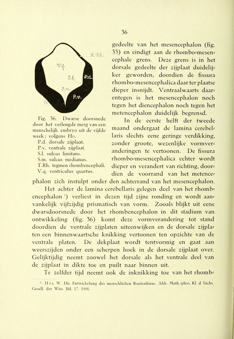 gedeelte van het mesencephalon (fig. 33) en eindigt aan de rhombo?mesen^ cephale grens. Deze grens is in het dorsale gedeelte der zijplaat duidelijk ker geworden, doordien de fissura rhombo^mesencephalica daar ter plaatse dieper insnijdt. Ventraalwaarts daar^ entegen is het mesencephalon noch tegen het diencephalon noch tegen het metencephalon duidelijk begrensd. In de eerste helft der tweede maand ondergaat de lamina cerebeh i laris slechts eene geringe verdikking, \ zonder groote, wezenlijke vormver^ \ anderingen te vertonnen. De fissura ^ rhombo^mesencephalica echter wordt dieper en verandert van richting, door^ dien de voorrand van het metence? phalon zich instulpt onder den achterrand van het mesencephalon. Het achter de lamina cerebellaris gelegen deel van het rhomb# encephalon verliest in dezen tijd zijne ronding en wordt aan? vankelijk vijtzijdig prismatisch van vorm. Zooals blijkt uit eene dwarsdoorsnede door het rhombencephalon in dit stadium van ontwikkeling (fig. 36) komt deze vormverandering tot stand doordien de ventrale zijplaten uiteenwijken en de dorsale zijpla? ten een binnenwaartsche knikking vertonnen ten opzichte van de ventrale platen. De dekplaat wordt tentvormig en gaat aan weerszijden onder een scherpen hoek in de dorsale zijplaat over. Gelijktijdig neemt zoowel het dorsale als het ventrale deel van de zijplaat in dikte toe en puilt naar binnen uit. Te zelfder tijd neemt ook de inknikking toe van het rhomb? ' H i s, W. Die Entwickelung des menschlichen Rautenhirns. Abh. Math.=phys. KI. d. Sachs Gesell. der Wiss. Bd. 17. 1891. Fig. 36. Dwarse doorsnede door het verlengde merg van een menschelijk embryo uit de vijfde week; volgens His. P.d. dorsale zijplaat. P.v. ventrale zijplaat. S.1. sulcus limitans. S. m. sulcus medianus. T. Rh. tegmen rhombencephali. V.q. ventriculus quartus. i