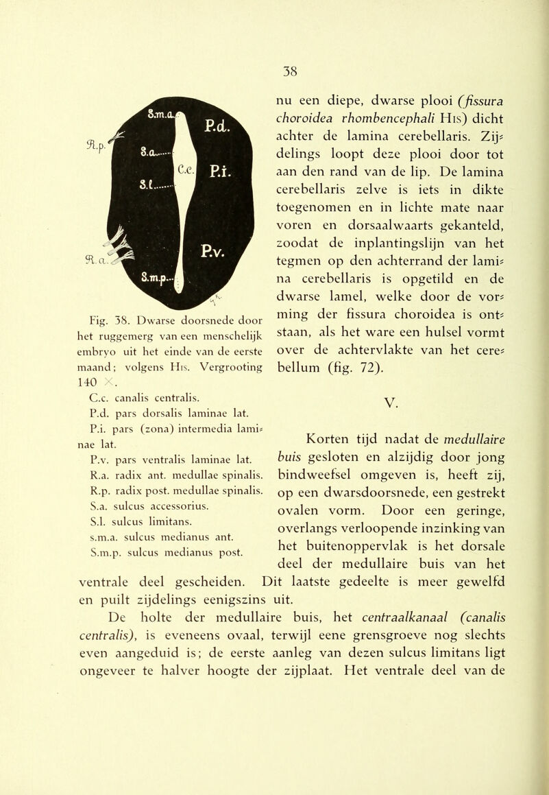 Fig. 38. Dwarse doorsnede door het ruggemerg van een menschelijk embryo uit het einde van de eerste maand; volgens His. Vergrooting nu een diepe, dwarse plooi (fissura choroidea rhombencephali His) dicht achter de lamina cerebellaris. Zij^ delings loopt deze plooi door tot aan den rand van de lip. De lamina cerebellaris zelve is iets in dikte toegenomen en in lichte mate naar voren en dorsaalwaarts gekanteld, zoodat de inplantingslijn van het tegmen op den achterrand der lami^ na cerebellaris is opgetild en de dwarse lamel, welke door de vor? ming der fissura choroidea is ont^ staan, als het ware een hulsel vormt over de achtervlakte van het cere? bellum (fig. 72). 140 X. C.c. canalis centralis. P.d. pars dorsalis laminae lat. P.i. pars (zona) intermedia lami= nae lat. P.v. pars ventralis laminae lat. R.a. radix ant. medullae spinalis. R. p. radix post. medullae spinalis. S. a. sulcus accessorius. S.1. sulcus limitans. s.m.a. sulcus medianus ant. S.m.p. sulcus medianus post. V. Korten tijd nadat de medullaire buis gesloten en alzijdig door jong bindweefsel omgeven is, heeft zij, op een dwarsdoorsnede, een gestrekt ovalen vorm. Door een geringe, overlangs verloopende inzinking van het buitenoppervlak is het dorsale deel der medullaire buis van het Dit laatste gedeelte is meer gewelfd en puilt zijdelings eenigszins uit. De holte der medullaire buis, het centraalkanaal (canalis centralis), is eveneens ovaal, terwijl eene grensgroeve nog slechts even aangeduid is; de eerste aanleg van dezen sulcus limitans ligt ongeveer te halver hoogte der zijplaat. Het ventrale deel van de ventrale deel gescheiden.