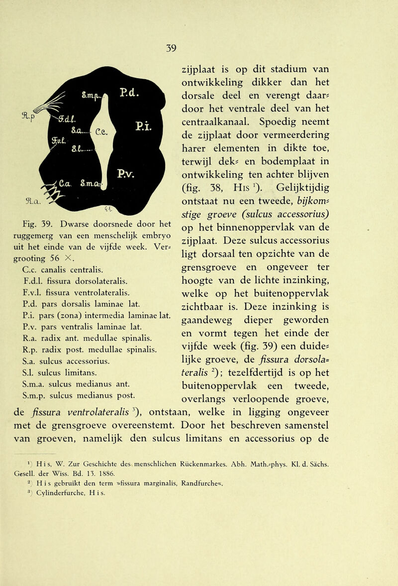 Fig. 39. Dwarse doorsnede door het ruggemerg van een menschelijk embryo uit het einde van de vijfde week. Ver^ grooting 56 X. C.c. canalis centralis. F.d.1. fissura dorsolateralis. F.v.1. fissura ventrolateralis. P.d. pars dorsalis laminae lat. P.i. pars (zona) intermedia laminae lat. P.v. pars ventralis laminae lat. R.a. radix ant. medullae spinalis. R. p. radix post. medullae spinalis. S. a. sulcus accessorius. S.1. sulcus limitans. S.m.a. sulcus medianus ant. S.m.p. sulcus medianus post. zijplaat is op dit stadium van ontwikkeling dikker dan het dorsale deel en verengt daar? door het ventrale deel van het centraalkanaal. Spoedig neemt de zijplaat door vermeerdering harer elementen in dikte toe, terwijl dek? en bodemplaat in ontwikkeling ten achter blijven (fig. 38, His 0- Gelijktijdig ontstaat nu een tweede, bijkom'^ stige groeve (sulcus accessorius) op het binnenoppervlak van de zijplaat. Deze sulcus accessorius ligt dorsaal ten opzichte van de grensgroeve en ongeveer ter hoogte van de lichte inzinking, welke op het buitenoppervlak zichtbaar is. Deze inzinking is gaandeweg dieper geworden en vormt tegen het einde der vijfde week (fig. 39) een duide? lijke groeve, de fissura dorsola= teralis ^); tezelfdertijd is op het buitenoppervlak een tweede. overlangs verloopende groeve, de fissura ventrolateralis ^), ontstaan, welke in ligging ongeveer met de grensgroeve overeenstemt. Door het beschreven samenstel van groeven, namelijk den sulcus limitans en accessorius op de His, W. Zur Geschichte des menschlichen Rückenmarkes. Abh. Math.^phys. KI. d. Sachs. Gesell. der Wiss. Bd. 13. 1886. His gebruikt den term «fissura marginalis, Randfurche«. ■’) Cylinderfurche, H i s.