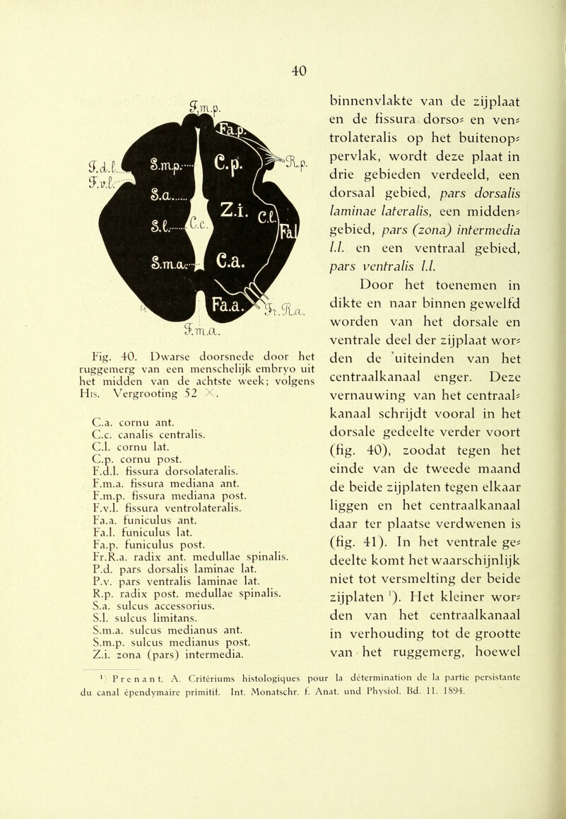 Fig. 40. Dwarse doorsnede door het ruggemerg van een menschelijk embryo uit het midden van de achtste week; volgens His. Vergrooting 52 X. C.a. cornu ant. C.c. canalis centralis. C.1. cornu lat. C.p. cornu post. F.d.1. Fissura dorsolateralis. F.m.a. fissura mediana ant. F.m.p. fissura mediana post. F.v.1. fissura ventrolateralis. Fa.a. tuniculus ant. Fa.1. tuniculus lat. Fa.p. funiculus post. Fr.R.a. radix ant. medullae spinalis. P.d. pars dorsalis laminae lat. P.v. pars ventralis laminae lat. R. p. radix post. medullae spinalis. S. a. sulcus accessorius. S.1. sulcus limitans. S.m.a. sulcus medianus ant. S.m.p. sulcus medianus post. Z.i. zona (pars) intermedia. binnenvlakte van de zij plaat en de fissura dorso# en ven^ trolateralis op het buitenop? pervlak, wordt deze plaat in drie gebieden verdeeld, een dorsaal gebied, pars dorsalis laminae lateralis, een midden^ gebied, pars (zona) intermedia ld. en een ventraal gebied, pars ventralis ld. Door het toenemen in dikte en naar binnen gewelfd worden van het dorsale en ventrale deel der zijplaat wor^ den de ^uiteinden van het centraalkanaal enger. Deze vernauwing van het centraah kanaal schrijdt vooral in het dorsale gedeelte verder voort (fig. 40), zoodat tegen het einde van de tweede maand de beide zijplaten tegen elkaar liggen en het centraalkanaal daar ter plaatse verdwenen is (fig. 41). In het ventrale ge^ deelte komt het waarschijnlijk niet tot versmelting der beide zijplaten ^). Fiet kleiner wor^ den van het centraalkanaal in verhouding tot de grootte van het ruggemerg, hoewel ') Prenant, A. Criteriums histologiques pour la détermination de la partie persistante du canal épendymaire primitil. Int. Monatschr. f. Anat. und Physiol. Bd. 11. 1894.