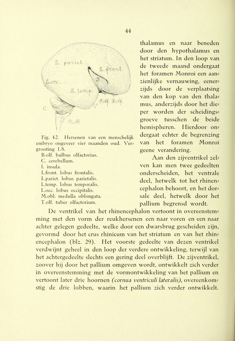 thalamus en naar beneden door den hypothalamus en het striatum. In den loop van de tweede maand ondergaat het toramen Monroi een aan# zienlijke vernauwing, eener# zijds door de verplaatsing van den kop van den thala# mus, anderzijds door het die# per worden der scheidings# groeve tusschen de beide hemispheren. Hierdoor on# dergaat echter de begrenzing van het foramen Monroi geene verandering. Aan den zijventrikel zei# ven kan men twee gedeelten onderscheiden, het ventrale deel, hetwelk tot het rhinen# cephalon behoort, en het dor# sale deel, hetwelk door het pallium begrensd wordt. De ventrikel van het rhinencephalon vertoont in overeenstem# ming met den vorm der reukhersenen een naar voren en een naar achter gelegen gedeelte, welke door een dwarsbrug gescheiden zijn, gevormd door het crus rhinicum van het striatum en van het rhin# encephalon (blz. 29). Het voorste gedeelte van dezen ventrikel verdwijnt geheel in den loop der verdere ontwikkeling, terwijl van het achtergedeelte slechts een gering deel overblijft. De zijventrikel, zoover hij door het pallium omgeven wordt, ontwikkelt zich verder in overeenstemming met de vormontwikkeling van het pallium en vertoont later drie hoornen (cornua ventriculi lateralis), overeenkom# stig de drie lobben, waarin het pallium zich verder ontwikkelt. Fig. 42. Hersenen van een menschelijk embryo ongeveer vier maanden oud. Ver« grooting 1.8. B. olf. bulbus olfactorius. C. cerebellum. I. insula. L.front, lobus frontalis. L.pariet, lobus parietalis. L.temp. lobus temporalis. L. occ. lobus occipitalis. M. obl. medulla oblongata. T.olt. tuber olfactorium.