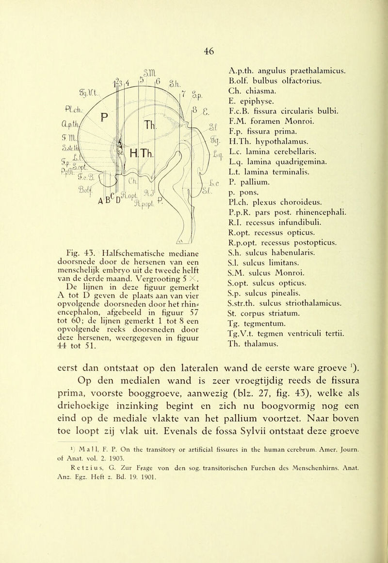 sm Fig. 43. Halfschematische mediane doorsnede door de hersenen van een menschelijk embryo uit de tweede helft van de derde maand. Vergrooting 5 X. De lijnen in deze figuur gemerkt A tot D geven de plaats aan van vier opvolgende doorsneden door het rhin^ encephalon, afgebeeld in figuur 57 tot 60; de lijnen gemerkt 1 tot 8 een opvolgende reeks doorsneden door deze hersenen, weergegeven in figuur 44 tot 51. A. p.th. angulus praethalamicus. B. olf. bulbus olfactorius. Ch. chiasma. E. epiphyse. F. c.B. fissura circularis bulbi. F.M. foramen Monroi. F.p. fissura prima. H.Th. hypothalamus. L.c. lamina cerebellaris. L.q. lamina quadrigemina. L.t. lamina terminalis. P. pallium, p. pons. Pl.ch. plexus choroideus. P.p.R. pars post. rhinencephali. R.I. recessus infundibuli. R.opt. recessus opticus. R. p.opt. recessus postopticus. S. h. sulcus habenularis. S.1. sulcus limitans. S.M. sulcus Monroi. S.opt. sulcus opticus. S.p. sulcus pinealis. S.str.th. sulcus striothalamicus. St. corpus striatum. Tg. tegmentum. Tg.V.t. tegmen ventriculi tertii. Th. thalamus. eerst dan ontstaat op den lateralen wand de eerste ware groeve ^). Op den medialen wand is zeer vroegtijdig reeds de fissura prima, voorste booggroeve, aanwezig (blz. 27, fig. 43), welke als driehoekige inzinking begint en zich nu boogvormig nog een eind op de mediale vlakte van het pallium voortzet. Naar boven toe loopt zij vlak uit. Evenals de fossa Sylvii ontstaat deze groeve 1) Mail, F. P. On the transitory or artificial fissures in the human cerebrum. Amer. Journ. ot Anat. vol. 2. 1903. R e t z i u s, G. Zur Frage von den sog. transitorischen Furchen des Menschenhirns. Anat. Anz. Egz. Heft z. Bd. 19. 1901.