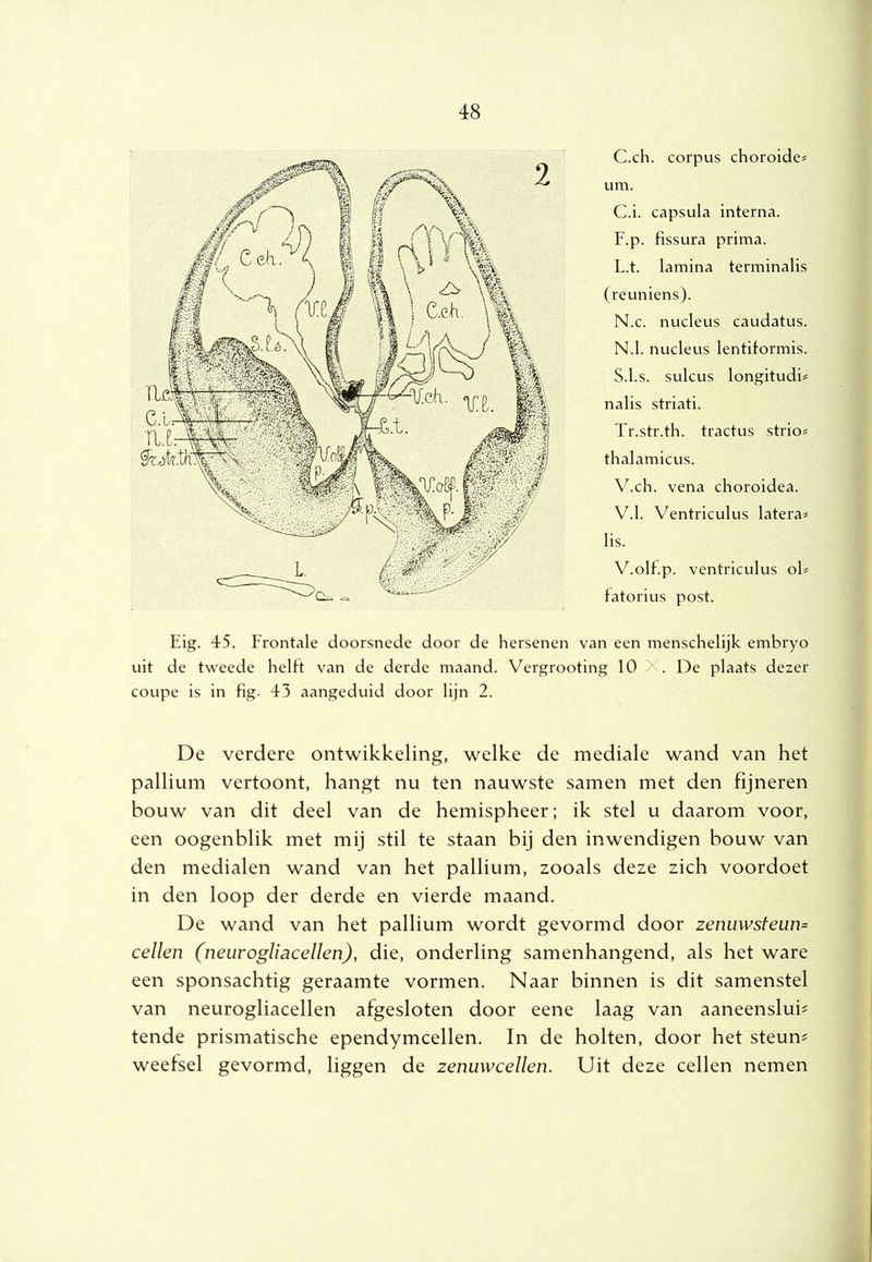 C.ch. corpus choroides um. C.i. capsula interna. F.p. fissura prima. L.t. lamina terminalis (reuniens). N.c. nucleus caudatus. N.1. nucleus lentiformis. S.l.s. sulcus longitudis nalis striati. Tr.str.th. tractus strio# thalamicus. V.ch. vena choroidea. V.1. Ventriculus latera? lis. V.olf.p. ventriculus ol? fatorius post. Eig. 45. Frontale doorsnede door de hersenen van een menschelijk embryo uit de tweede heltt van de derde maand. Vergrooting 10 X. De plaats dezer coupe is in tig. 43 aangeduid door lijn 2. De verdere ontwikkeling, welke de mediale wand van het pallium vertoont, hangt nu ten nauwste samen met den fijneren bouw van dit deel van de hemispheer; ik stel u daarom voor, een oogenblik met mij stil te staan bij den inwendigen bouw van den medialen wand van het pallium, zooals deze zich voordoet in den loop der derde en vierde maand. De wand van het pallium wordt gevormd door zenuwsteun= cellen (neurogliacellen), die, onderling samenhangend, als het ware een sponsachtig geraamte vormen. Naar binnen is dit samenstel van neurogliacellen afgesloten door eene laag van aaneenslub tende prismatische ependymcellen. In de holten, door het steunt weefsel gevormd, liggen de zenuwcellen. Uit deze cellen nemen