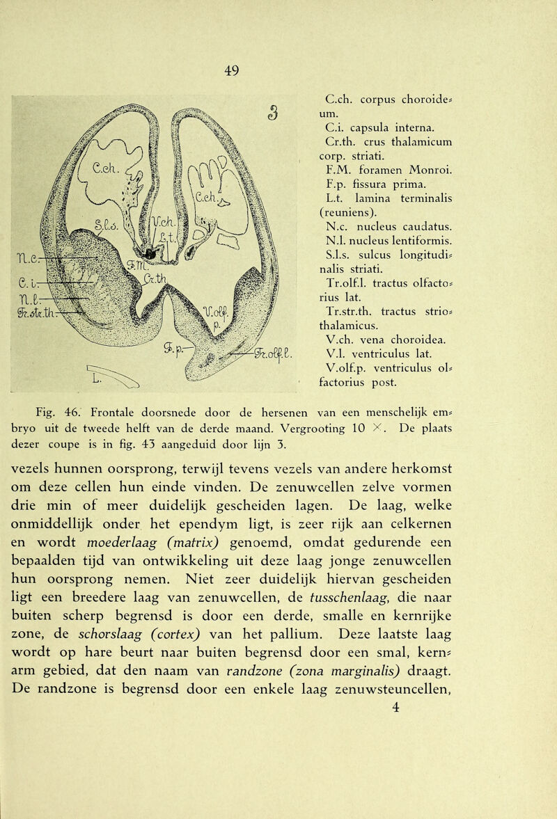 C.ch. corpus choroide= urn. C.i. capsula interna. Cr.th. crus thalamicum corp. striati. F.M. foramen Monroi. F.p. fissura prima. L.t. lamina terminalis (reuniens). N.c. nucleus caudatus. N.1. nucleus lentiformis. S.l.s. sulcus longitudi# nalis striati. Tr.olf.1. tractus olfacto^ rius lat. Tr.str.th. tractus strio^ thalamicus. V.ch. vena choroidea. V.1. ventriculus lat. V.olf.p. ventriculus oh factorius post. Fig. 46. Frontale doorsnede door de hersenen van een menschelijk em= bryo uit de tweede helft van de derde maand. Vergrooting 10 X. De plaats dezer coupe is in fig. 43 aangeduid door lijn 3. vezels hunnen oorsprong, terwijl tevens vezels van andere herkomst om deze cellen hun einde vinden, De zenuwcellen zelve vormen drie min of meer duidelijk gescheiden lagen. De laag, welke onmiddellijk onder het ependym ligt, is zeer rijk aan celkernen en wordt moedevlaag (matrix) genoemd, omdat gedurende een bepaalden tijd van ontwikkeling uit deze laag jonge zenuwcellen hun oorsprong nemen. Niet zeer duidelijk hiervan gescheiden ligt een breedere laag van zenuwcellen, de tusschenlaag, die naar buiten scherp begrensd is door een derde, smalle en kernrijke zone, de schovslaag (cortex) van het pallium. Deze laatste laag wordt op hare beurt naar buiten begrensd door een smal, kern^ arm gebied, dat den naam van randzone (zona marginalis) draagt. De randzone is begrensd door een enkele laag zenuwsteuncellen, 4
