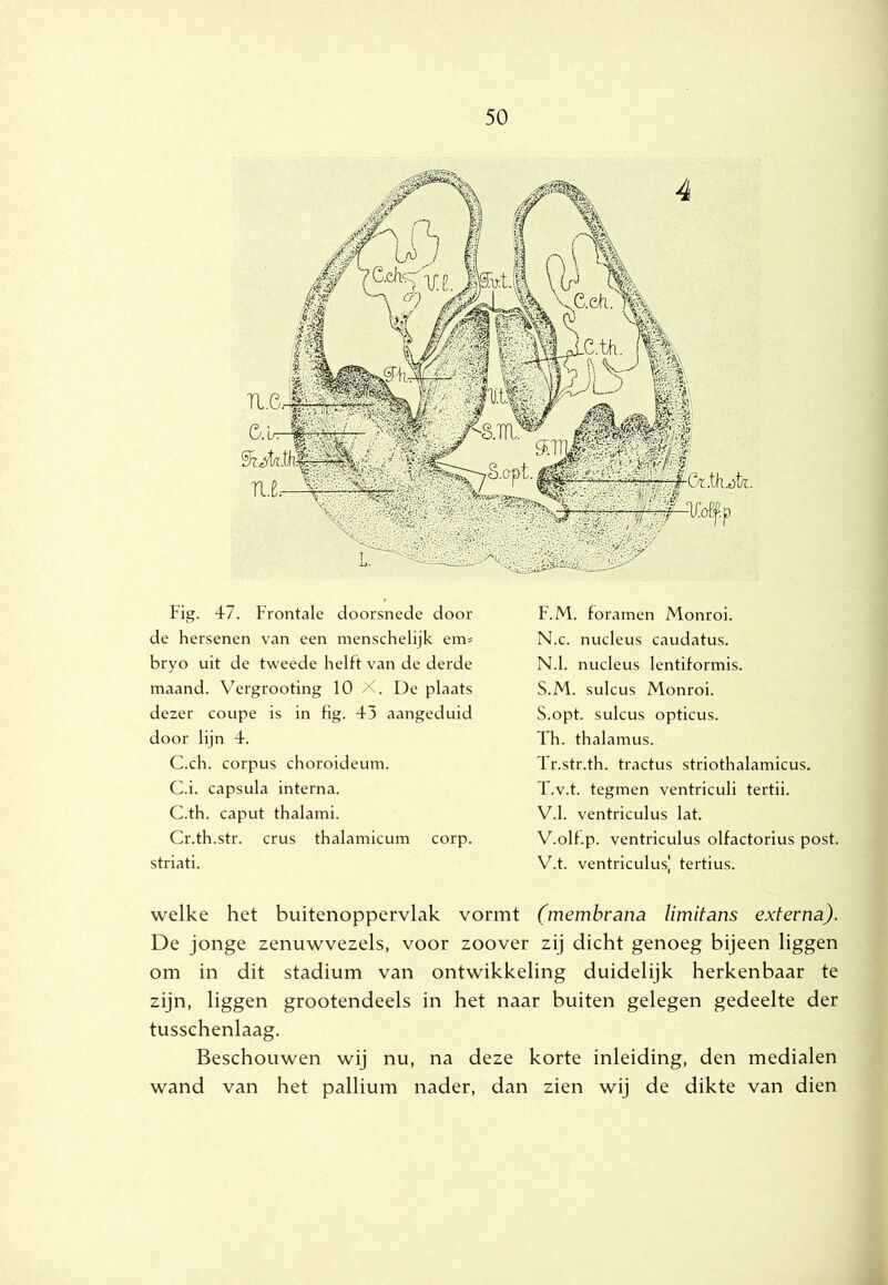 Fig. 47. Frontale doorsnede door de hersenen van een menschelijk em« bryo uit de tweede helft van de derde maand. Vergrooting 10 X. De plaats dezer coupe is in fig. 43 aangeduid door lijn 4. C.ch. corpus choroideum. C.i. capsula interna. C.th. caput thalami. Cr.th.str. crus thalamicum corp. striati. F.M. foramen Monroi. N.c. nucleus caudatus. N.1. nucleus lentiformis. S.M. sulcus Monroi. S. opt. sulcus opticus. Th. thalamus. Tr.str.th. tractus striothalamicus. T. v.t. tegmen ventriculi tertii. V.1. ventriculus lat. V.olf.p. ventriculus olfactorius post. V.t. ventriculusj tertius. welke het buitenoppervlak vormt (membrana limitans externa). De jonge zenuwvezels, voor zoover zij dicht genoeg bijeen liggen om in dit stadium van ontwikkeling duidelijk herkenbaar te zijn, liggen grootendeels in het naar buiten gelegen gedeelte der tusschenlaag. Beschouwen wij nu, na deze korte inleiding, den medialen wand van het pallium nader, dan zien wij de dikte van dien