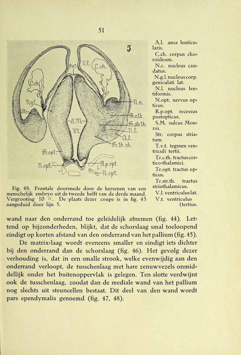 Fig. 48. Frontale doorsnede door de hersenen van een menschelijk embryo uit de tweede helft van de derde maand. Vergrooting 10 X. De plaats dezer coupe is in fig. 43 aangeduid door lijn 5. A.1. ansa lenticu^ laris. C.ch. corpus cho« roideum. N.c. nucleus eau# datus. N.g.1. nucleus corp. geniculati lat. N.1. nucleus len= tiformis. N.opt. nervus op« ticus. R. p.opt. recessus postopticus. S. M. sulcus Mon^ roi. Str. corpus stria^ turn. T. v.t. tegmen ven< triculi tertii. Tr.c.th. tractuscors tico4halamici. Tr.opt. tractus op# ticus. Tr.str.th. tractus striothalamicus. V.1. ventriculuslat. V.t. ventriculus (tertius. wand naar den onderrand toe geleidelijk afnemen (fig. 44). Let^ tend op bijzonderheden, blijkt, dat de schorslaag smal toeloopend eindigt op korten afstand van den onderrand van het pallium (fig. 45). De matrix^laag wordt eveneens smaller en eindigt iets dichter bij den onderrand dan de schorslaag (fig. 46). Het gevolg dezer verhouding is, dat in een smalle strook, welke evenwijdig aan den onderrand verloopt, de tusschenlaag met hare zenuwvezels onmid^ dellijk onder het buitenoppervlak is gelegen. Ten slotte verdwijnt ook de tusschenlaag, zoodat dan de mediale wand van het pallium nog slechts uit steuncellen bestaat. Dit deel van den wand wordt pars ependymalis genoemd (fig. 47, 48).