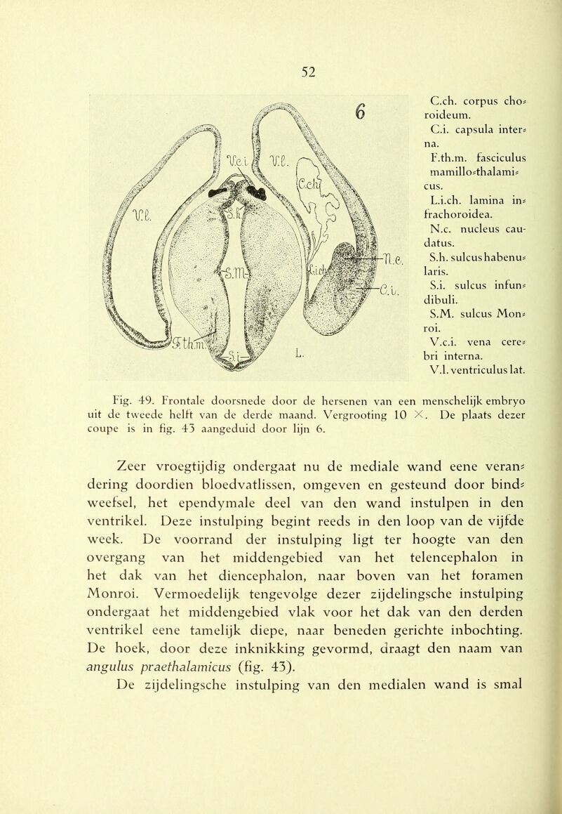 C.ch. corpus cho^ roideum. C.i. capsula intern na. F.th.m. fasciculus mamillosthalami!: cus. L.i.ch. lamina in# frachoroidea. N.c. nucleus cau- datus. S.h. sulcushabenu# laris. S.i. sulcus infun# dibuli. S.M. sulcus Mon# roi. V.c.i. vena cere# bri interna. V.1. ventriculuslat. Fig. 49. Frontale doorsnede door de hersenen van een menschelijk embryo uit de tweede helft van de derde maand. Vergrooting 10 X. De plaats dezer coupe is in fig. 43 aangeduid door lijn 6. Zeer vroegtijdig ondergaat nu de mediale wand eene veran^ dering doordien bloedvatlissen, omgeven en gesteund door bind^ weefsel, het ependymale deel van den wand instulpen in den ventrikel. Deze instulping begint reeds in den loop van de vijfde week. De voorrand der instulping ligt ter hoogte van den overgang van het middengebied van het telencephalon in het dak van het diencephalon, naar boven van het foramen Monroi. Vermoedelijk tengevolge dezer zijdelingsche instulping ondergaat het middengebied vlak voor het dak van den derden ventrikel eene tamelijk diepe, naar beneden gerichte inbochting. De hoek, door deze inknikking gevormd, draagt den naam van angulus praethalamicus (fig. 43). De zijdelingsche instulping van den medialen wand is smal