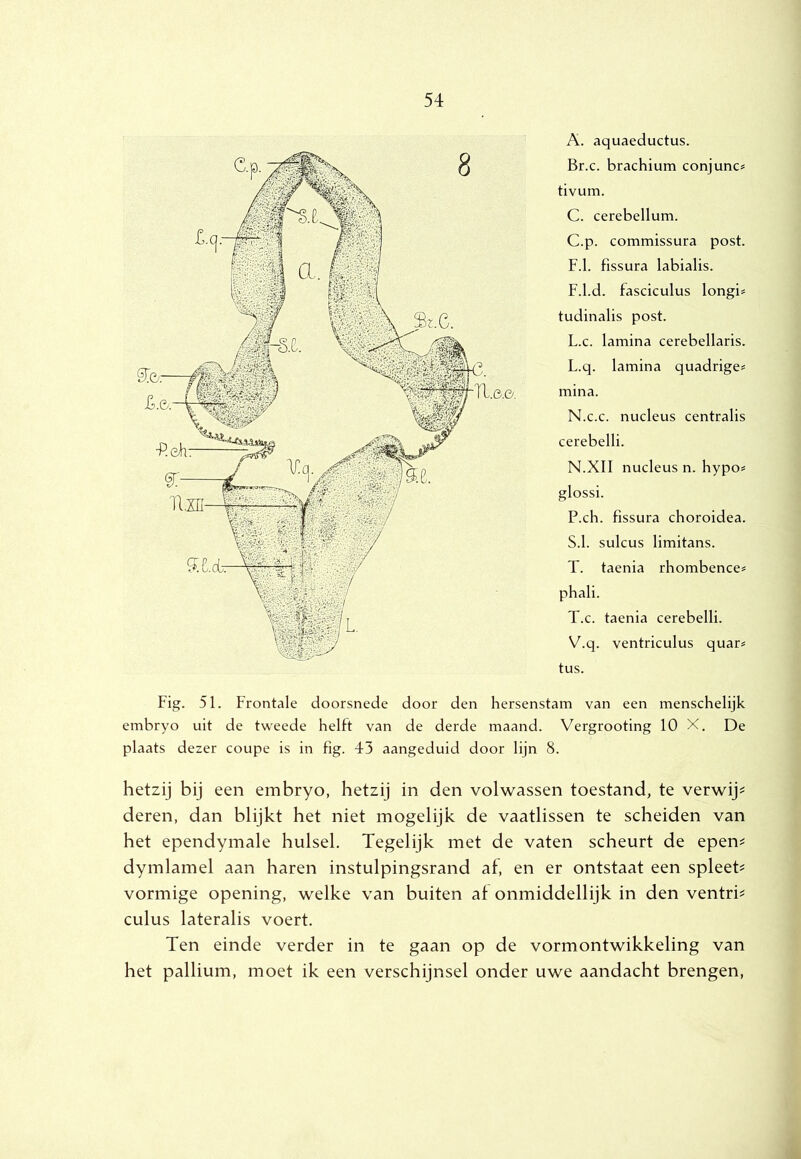 A. aquaeductus. Br.c. brachium conjunc* tivum. C. cerebellum. C.p. commissura post. F.1. fissura labialis. F.l.d. fasciculus longi^ tudinalis post. L.c. lamina cerebellaris. L.q. lamina quadrige* mina. N.c.c. nucleus centralis cerebelli. N.XII nucleus n. hypo# glossi. P.ch. fissura choroidea. S. 1. sulcus limitans. T. taenia rhombence# phali. T.c. taenia cerebelli. V.q. ventriculus quar# tus. Fig. 51. Frontale doorsnede door den hersenstam van een menschelijk embryo uit de tw'eede helft van de derde maand. Vergrooting 10 X. De plaats dezer coupe is in fig. 43 aangeduid door lijn 8. hetzij bij een embryo, hetzij in den volwassen toestand, te verwijd deren, dan blijkt het niet mogelijk de vaatlissen te scheiden van het ependymale hulsel. Tegelijk met de vaten scheurt de epen^ dymlamel aan haren instulpingsrand af, en er ontstaat een spleeb vormige opening, welke van buiten af onmiddellijk in den ventri^ culus lateralis voert. Ten einde verder in te gaan op de vormontwikkeling van het pallium, moet ik een verschijnsel onder uwe aandacht brengen.