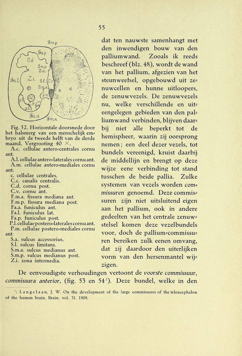 Fig. 52. Fïorizontale doorsnede door het halsmerg van een menschelijk em? bryo uit de tweede helft van de derde maand. Vergrooting 40 X. A.c. cellulae antero^centrales cornu ant. A.1. cellulae anterodaterales cornu ant. A.m. cellulae antero^mediales cornu ant. c. cellulae centrales. C.c. canalis centralis. C.d. cornu post. C.v. cornu ant. F.m.a. fissura mediana ant. F.m.p. fissura mediana post. Fa.a. funiculus ant. Fa.1. funiculus lat. Fa.p. funiculus post. P.1. cellulae posterodaterales cornu ant. P.m. cellulae postero#mediales cornu ant. S.a. sulcus accessorius. S.1. sulcus limitans. S.m.a. sulcus medianus ant. S.m.p. sulcus medianus post. Z.i. zona intermedia. dat ten nauwste samenhangt met den inwendigen bouw van den palliumwand. Zooals ik reeds beschreef (blz. 48), wordt de wand van het pallium, afgezien van het steunweefsel, opgebouwd uit ze^ nuwcellen en hunne uitloopers, de zenuwvezels. De zenuwvezels nu, welke verschillende en uit^ eengelegen gebieden van den pak liumwand verbinden, blijven daar? bij niet alle beperkt tot de hemispheer, waarin zij oorsprong nemen; een deel dezer vezels, tot bundels vereenigd, kruist daarbij de middellijn en brengt op deze wijze eene verbinding tot stand tusschen de beide pallia. Zulke systemen van vezels worden com= missuren genoemd. Deze commis^ suren zijn niet uitsluitend eigen aan het pallium, ook in andere gedeelten van het centrale zenuw^ stelsel komen deze vezelbundels voor, doch de pallium^commissu^ ren bereiken zulk eenen omvang, dat zij daardoor den uiterlijken vorm van den hersenmantel wij^ zigen. De eenvoudigste verhoudingen vertoont de voorste commissuur, commissura anterior, (fig. 53 en 54 0- Deze bundel, welke in den ‘) Lange laan, J. W. On the development of the large commissures of the telencephalon of the human brain. Brain. vol. 31. 1908.