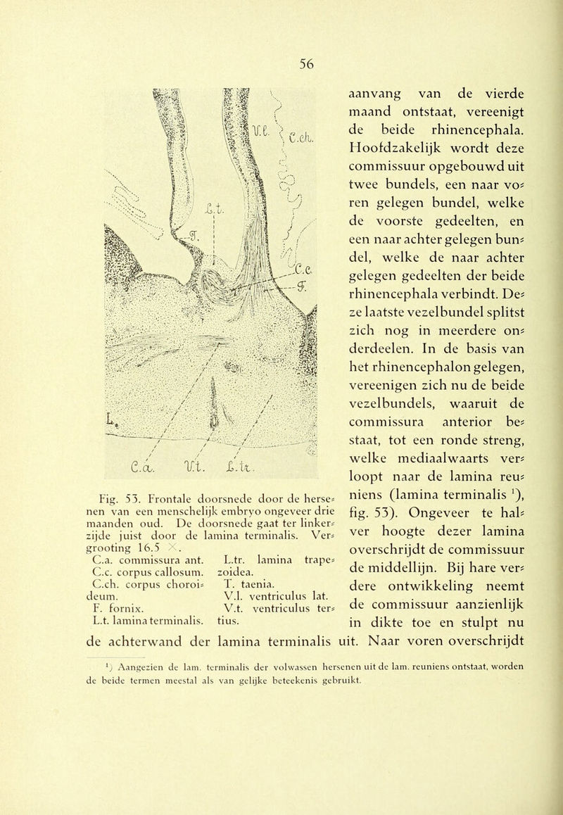 Fig. 53. Frontale doorsnede door de herse^ nen van een menschelijk embryo ongeveer drie maanden oud. De doorsnede gaat ter linker^ zijde juist door de lamina terminalis. Vers grooting 16.5 X. C.a. commissura ant. C.c. corpus callosum. C.ch. corpus chorois deum. F. fornix. L.t. lamina terminalis. L.tr. lamina trapes zoidea. T. taenia. V.1. ventriculus lat. V.t. ventriculus ters tius. de achterwand der lamina terminalis aanvang van de vierde maand ontstaat, vereenigt de beide rhinencephala. Hoofdzakelijk wordt deze commissuur opgebouwd uit twee bundels, een naar vo^ ren gelegen bundel, welke de voorste gedeelten, en een naar achter gelegen bun^ del, welke de naar achter gelegen gedeelten der beide rhinencephala verbindt. De^ ze laatste vezelbundel splitst zich nog in meerdere on^ derdeelen. In de basis van het rhinencephalon gelegen, vereenigen zich nu de beide vezelbundels, waaruit de commissura anterior be^ staat, tot een ronde streng, welke mediaalwaarts ver^ loopt naar de lamina reu? niens (lamina terminalis ‘), fig. 53). Ongeveer te hal? ver hoogte dezer lamina overschrijdt de commissuur de middellijn. Bij hare ver? dere ontwikkeling neemt de commissuur aanzienlijk in dikte toe en stulpt nu uit. Naar voren overschrijdt '■j Aangezien de lam. terminalis der volwassen hersenen uit de lam. reuniens ontstaat, worden de beide termen meestal als van gelijke beteekenis gebruikt.