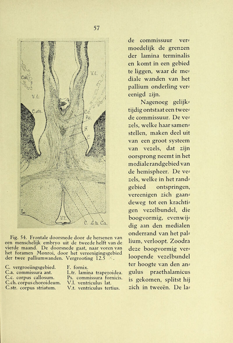 Fig. 54. Frontale doorsnede door de hersenen van een menschelijk embryo uit de tweede helft van de vierde maand. De doorsnede gaat, naar voren van het foramen Monroi, door het vereenigingsgebied der twee palliumwanden. Vergrooting 12.5 X. C. vergroeiingsgebied. C.a. commissura ant. C.c. corpus callosum. C.ch. corpus choroideum. C.str. corpus striatum. F. fornix. L.tr. lamina trapezoidea. Ps. commissura fornicis. V.1. ventriculus lat. V.t. ventriculus tertius. de commissuur ver? moedelijk de grenzen der lamina terminalis en komt in een gebied te liggen, waar de me? diale wanden van het pallium onderling ver? eenigd zijn. Nagenoeg gelijk? tijdig ontstaat een twee? de commissuur. De ve? zeis, welke haar samen? stellen, maken deel uit van een groot systeem van vezels, dat zijn oorsprong neemt in het mediale randgebied van de hemispheer. De ve? zeis, welke in het rand? gebied ontspringen, vereenigen zich gaan? deweg tot een krachti? gen vezelbundel, die boogvormig, evenwij? dig aan den medialen onderrand van het pal? lium, verloopt. Zoodra deze boogvormig ver? loopende vezelbundel ter hoogte van den an? gulus praethalamicus is gekomen, splitst hij zich in tweeën. De la?