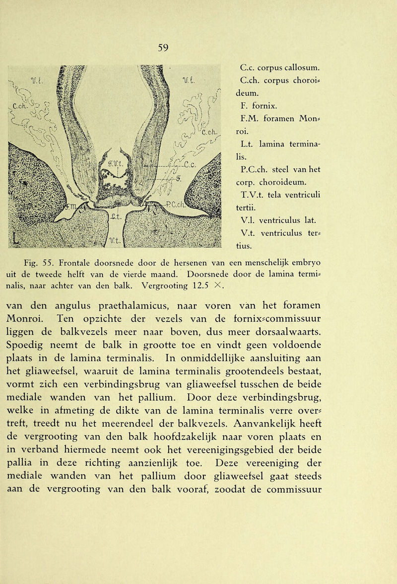 C.c. corpus callosum. C.ch. corpus chorois deum. F. fornix. F.M. foramen Mon# roi. L.t. lamina termina- lis. P.C.ch. steel van het corp. choroideum. T.V.t. tela ventriculi tertii. V.1. ventriculus lat. V.t. ventriculus ter# tius. Fig. 55. Frontale doorsnede door de hersenen van een menschelijk embryo uit de tweede helft van de vierde maand. Doorsnede door de lamina termi# nalis, naar achter van den balk. Vergrooting 12.5 X. van den angulus praethalamicus, naar voren van het foramen Monroi. Ten opzichte der vezels van de fornix?commissuur liggen de balkvezels meer naar boven, dus meer dorsaalwaarts. Spoedig neemt de balk in grootte toe en vindt geen voldoende plaats in de lamina terminalis, In onmiddellijke aansluiting aan het gliaweefsel, waaruit de lamina terminalis grootendeels bestaat, vormt zich een verbindingsbrug van gliaweefsel tusschen de beide mediale wanden van het pallium. Door deze verbindingsbrug, welke in afmeting de dikte van de lamina terminalis verre over? treft, treedt nu het meerendeel der balkvezels. Aanvankelijk heeft de vergrooting van den balk hoofdzakelijk naar voren plaats en in verband hiermede neemt ook het vereenigingsgebied der beide pallia in deze richting aanzienlijk toe. Deze vereeniging der mediale wanden van het pallium door gliaweefsel gaat steeds aan de vergrooting van den balk vooraf, zoodat de commissuur