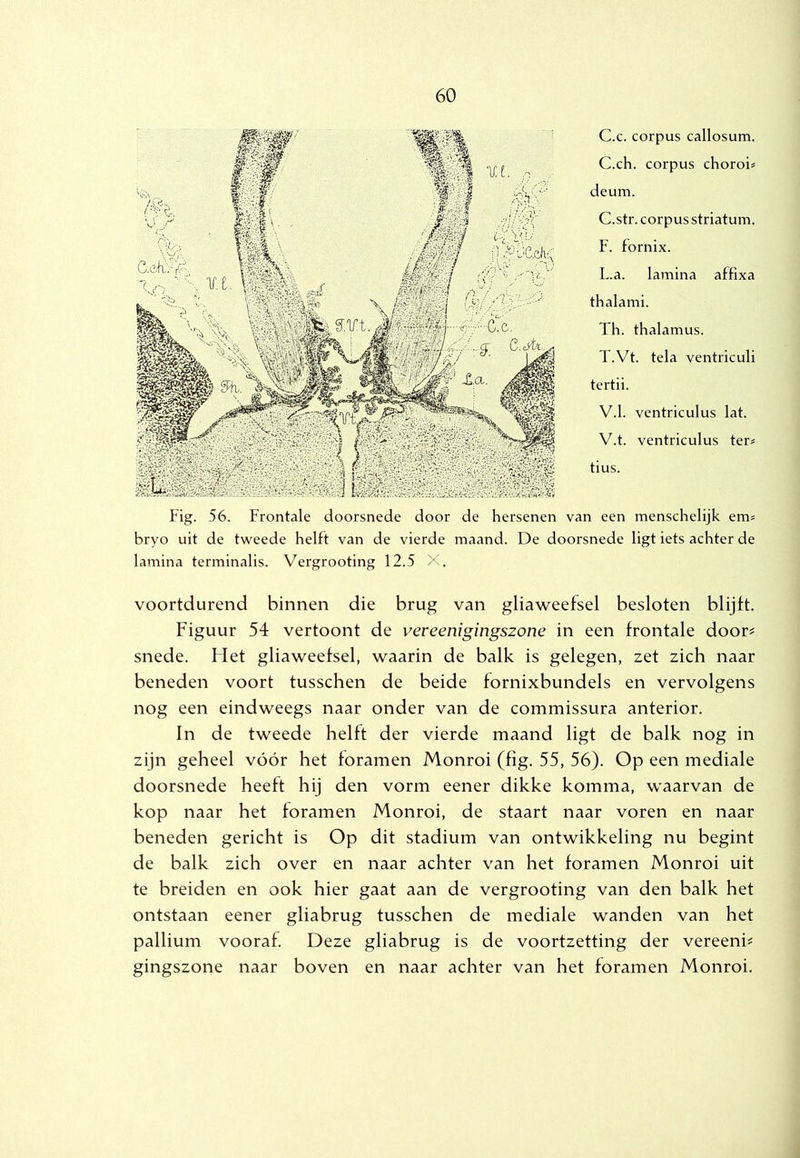C.c. corpus callosum. C.ch. corpus choroi* deum. C.str. corpus striatum. F. fornix. L.a. lamina affixa thalami. Th. thalamus. T.Vt. tela ventriculi tertii. V.1. ventriculus lat. V.t. ventriculus ter# tius. Fig. 56. trontale doorsnede door de hersenen van een menschelijk em« bryo uit de tweede helft van de vierde maand. De doorsnede ligt iets achter de lamina terminalis. Vergrooting 12.5 X. voortdurend binnen die brug van gliaweefsel besloten blijft. Figuur 54 vertoont de vereenigingszone in een frontale door^ snede. Het gliaweefsel, waarin de balk is gelegen, zet zich naar beneden voort tusschen de beide fornixbundels en vervolgens nog een eindweegs naar onder van de commissura anterior. In de tweede helft der vierde maand ligt de balk nog in zijn geheel vóór het foramen Monroi (fig. 55, 56). Op een mediale doorsnede heeft hij den vorm eener dikke komma, waarvan de kop naar het foramen Monroi, de staart naar voren en naar beneden gericht is Op dit stadium van ontwikkeling nu begint de balk zich over en naar achter van het foramen Monroi uit te breiden en ook hier gaat aan de vergrooting van den balk het ontstaan eener gliabrug tusschen de mediale wanden van het pallium vooraf. Deze gliabrug is de voortzetting der vereenh gingszone naar boven en naar achter van het foramen Monroi.
