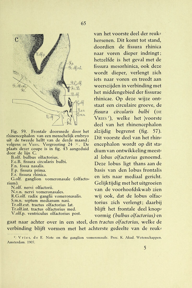 Fig. 59. Frontale doorsnede door het rhinencephalon van een menschelijk embryo uit de tweede helft van de derde maand; volgens DE Vries. Vergrooting 24 X. De plaats dezer coupe is in fig. 43 aangeduid door de lijn C. B.olf. bulbus olfactorius. F.c.B. fissura circularis bulbi. F.n. fossa nasalis. F.p. fissura prima. F. r. fissura rhinica. G. olf. ganglion vomeronasale (olfacto* rium). N.olf. nervi olfactorii. N.v.n. nervi vomeronasales. R. G.olf. radix ganglii vomeronasalis. S. m.n. septum medianum nasi. Tr.olf.ext. tractus olfactorius lat. Tr.olfint. tractus olfactorius med. V.olfp. ventriculus olfactorius post. gaat naar achter over in een steel, verbinding blijft vormen met het . van het voorste deel der reuk? hersenen. Dit komt tot stand, doordien de fissura rhinica naar voren dieper indringt; hetzelfde is het geval met de fissura mesorhinica, ook deze wordt dieper, verlengt zich iets naar voren en treedt aan weerszijden in verbinding met het middengebied der fissurae rhinicae. Op deze wijze ont? staat een circulaire groeve, de fissura circularis bulbi (de Vries ^), welke het |voorste deel van het rhinencephalon alzijdig begrenst (fig. 57). Dit voorste deel van het rhin? encephalon wordt op dit sta? dium van ontwikkeling meest? al lobus olfactorius genoemd. Deze lobus ligt thans aan de basis van den lobus frontalis en iets naar mediaal gericht. Gelijktijdig met het uitgroeien van de voorhoofdskwab zien wij ook, dat de lobus olfac? torius zich verlengt; daarbij blijft het frontale deel knop? vormig (bulbus olfactorius) en den tractus olfactorius, welke de achterste gedeelte van de reuk? ''Vries, de E. Note on the ganglion vomeronasale. Proc. K. Akad. Wetenschappen. Amsterdam. 1905. 5