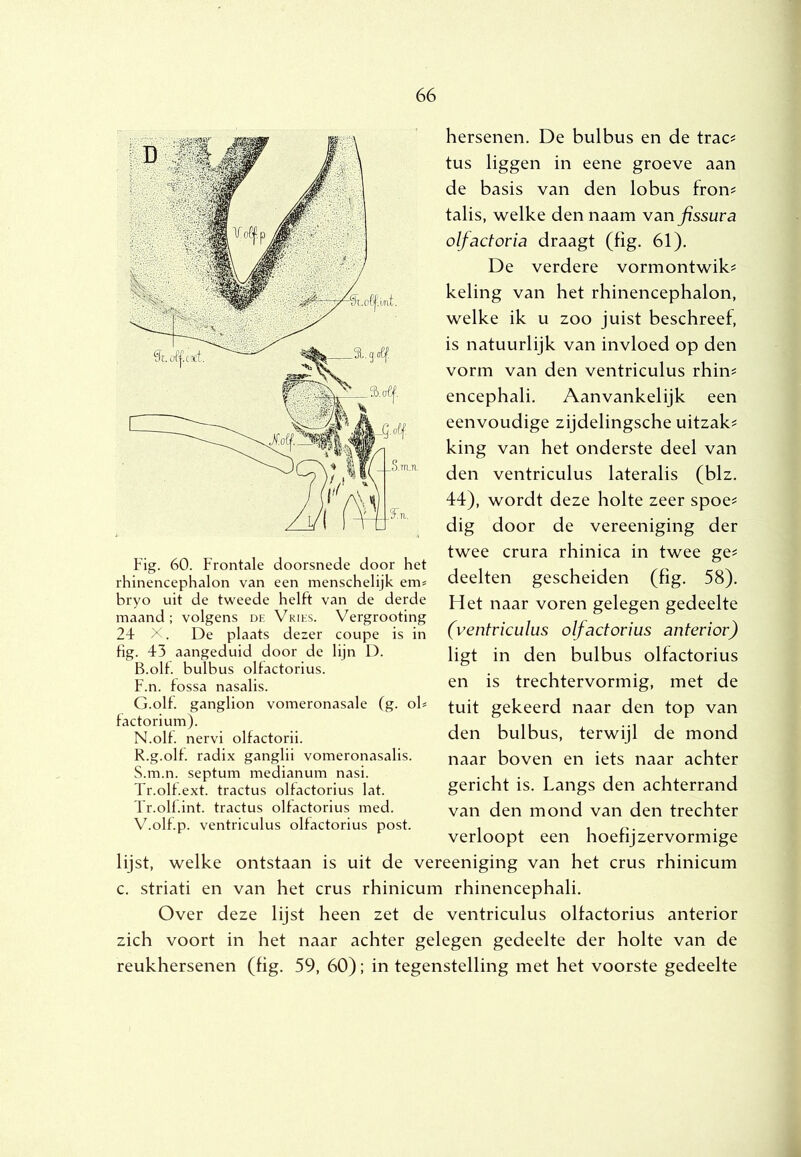 hersenen. De bulbus en de trac^ tus liggen in eene groeve aan de basis van den lobus fron^ talis, welke den naam wanfissura olfactoria draagt (fig. 61). De verdere vormontwik? keling van het rhinencephalon, welke ik u zoo juist beschreef, is natuurlijk van invloed op den vorm van den ventriculus rhin^ encephali. Aanvankelijk een eenvoudige zijdelingsche uitzak^ king van het onderste deel van den ventriculus lateralis (blz. 44), wordt deze holte zeer spoe^ dig door de vereeniging der Fig. 60. Frontale doorsnede door het rhinencephalon van een menschelijk em^ bryo uit de tweede helft van de derde maand; volgens de Vkihs. Vergrooting 24 X. De plaats dezer coupe is in hg. 43 aangeduid door de lijn D. B.olf. bulbus olfactorius. F. n. fossa nasalis. G. olf. ganglion vomeronasale (g. ob lactorium). N.olf nervi olfactorii. twee crura rhinica in twee ge^ deelten gescheiden (fig. 58). Het naar voren gelegen gedeelte (ventriculus olfactorius anterior) ligt in den bulbus olfactorius en is trechtervormig, met de tuit gekeerd naar den top van den bulbus, terwijl de mond R. g.olf radix ganglii vomeronasalis. naar boven en iets naar achter S. m.n. septum medianum nasi. . , . ^ , Tr.olfext. tractus olfactorius lat. gericht is. Langs den achterrand Ir.olfint. tractus olfactorius med. van den mond van den trechter V.olf.p. ventriculus olfactorius post. . , t r'- verloopt een hoehjzervormige lijst, welke ontstaan is uit de vereeniging van het crus rhinicum c. striati en van het crus rhinicum rhinencephali. Over deze lijst heen zet de ventriculus olfactorius anterior zich voort in het naar achter gelegen gedeelte der holte van de reukhersenen (fig. 59, 60); in tegenstelling met het voorste gedeelte