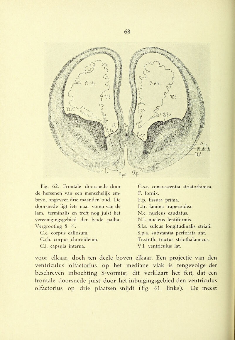 Fig. 62. Frontale doorsnede door de hersenen van een menschelijk em# bryo, ongeveer drie maanden oud. De doorsnede ligt iets naar voren van de lam. terminalis en treft nog juist het vereenigingsgebied der beide pallia. Vergrooting 8 X. C.c. corpus callosum. C.ch. corpus choroideum. C.i. capsula interna. C.s.r. concrescentia striatorhinica. F. fornix. F.p. fissura prima. L.tr. lamina trapezoidea. N.c. nucleus caudatus. N.1. nucleus lentiformis. S.l.s. sulcus longitudinalis striati. S.p.a. substantia perforata ant. Tr.str.th. tractus striothalamicus. V.1. ventriculus lat. voor elkaar, doch ten deele boven elkaar. Een projectie van den ventriculus olfactorius op het mediane vlak is tengevolge der beschreven inbochting S^vormig; dit verklaart het feit, dat een frontale doorsnede juist door het inbuigingsgebied den ventriculus olfactorius op drie plaatsen snijdt (fig. 61, links). De meest