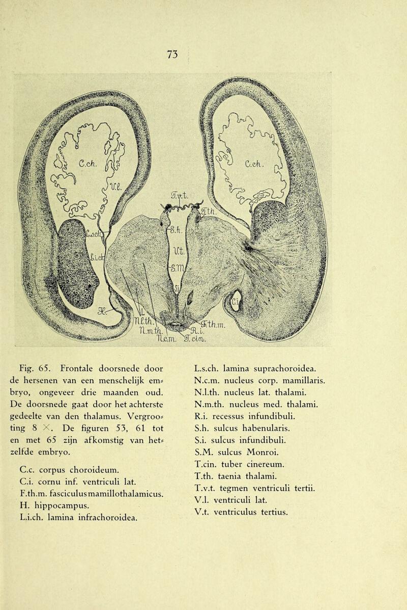 Fig. 65. Frontale doorsnede door de hersenen van een menschelijk em== bryo, ongeveer drie maanden oud. De doorsnede gaat door het achterste gedeelte van den thalamus. Vergroo# ting 8 X. De figuren 53, 61 tot en met 65 zijn afkomstig van het# zelfde embryo. C.c. corpus choroideum. C.i. cornu inf. ventriculi lat. F.th.m. fasciculusmamillothalamicus. H. hippocampus. L.i.ch. lamina infrachoroidea. L.s.ch. lamina suprachoroidea. N.c.m. nucleus corp. mamillaris. N.l.th. nucleus lat. thalami. N.m.th. nucleus med. thalami. R. i. recessus infundibuli. S. h. sulcus habenularis. S.i. sulcus infundibuli. S. M. sulcus Monroi. T. cin. tuber cinereum. T.th. taenia thalami. T.v.t. tegmen ventriculi tertii. V.1. ventriculi lat. V.t. ventriculus tertius.