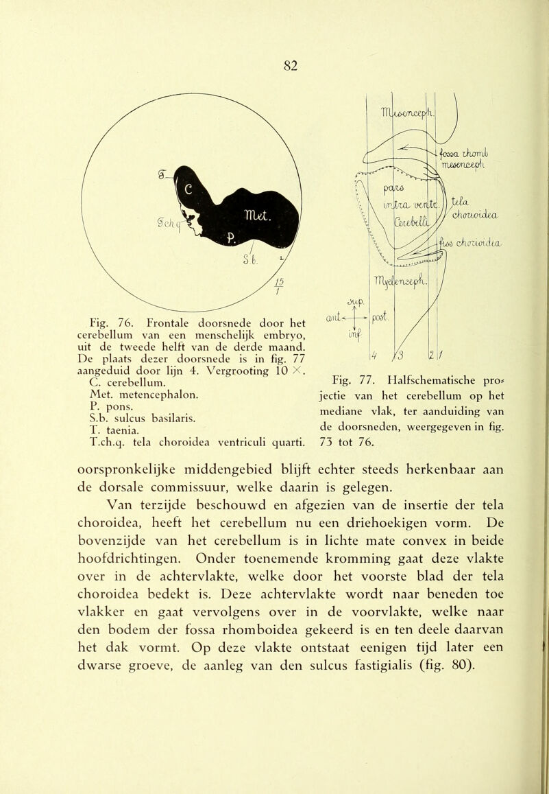 Fig. 76. Frontale doorsnede door het cerebellum van een menschelijk embryo, uit de tweede helft van de derde maand. De plaats dezer doorsnede is in fig. 77 aangeduid door lijn 4. Vergrooting 10 X. C. cerebellum. Met. metencephalon. P. pons. S. b. sulcus basilaris. T. taenia. T.ch.q. tela choroidea ventriculi quarti. Fig. 77. Halfschematische pro« jectie van het cerebellum op het mediane vlak, ter aanduiding van de doorsneden, weergegeven in lig. 73 tot 76. oorspronkelijke middengebied blijft echter steeds herkenbaar aan de dorsale commissuur, welke daarin is gelegen. Van terzijde beschouwd en afgezien van de insertie der tela choroidea, heeft het cerebellum nu een driehoekigen vorm. De bovenzijde van het cerebellum is in lichte mate convex in beide hoofdrichtingen. Onder toenemende kromming gaat deze vlakte over in de achtervlakte, welke door het voorste blad der tela choroidea bedekt is. Deze achtervlakte wordt naar beneden toe vlakker en gaat vervolgens over in de voorvlakte, welke naar den bodem der fossa rhomboidea gekeerd is en ten deele daarvan het dak vormt. Op deze vlakte ontstaat eenigen tijd later een dwarse groeve, de aanleg van den sulcus fastigialis (fig. 80).
