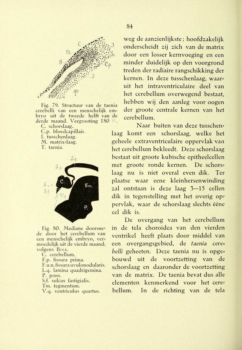 Fig. 79. Structuur van de taenia cerebelli van een menschelijk em^ bryo uit de tweede helft van de derde maand. Vergrooting 180 X. C. schorslaag. C.p. bloedcapillair. I. tusschenlaag. M. matrixslaag. T. taenia. weg de aanzienlijkste ; hoofdzakelijk onderscheidt zij zich van de matrix door een losser kernvoeging en een minder duidelijk op den voorgrond treden der radiaire rangschikking der kernen. In deze tusschenlaag, waar^ uit het intraventriculaire deel van het cerebellum overwegend bestaat, hebben wij den aanleg voor oogen der groote centrale kernen van het cerebellum. Naar buiten van deze tusschen? laag komt een schorslaag, welke het geheele extraventriculaire oppervlak van het cerebellum bekleedt. Deze schorslaag bestaat uit groote kubische epitheelcellen met groote ronde kernen. De schors^ laag nu is niet overal even dik. Ter plaatse waar eene kleinhersenwinding zal ontstaan is deze laag 3—15 cellen dik in tegenstelling met het overig op? pervlak, waar de schorslaag slechts ééne cel dik is. De overgang van het cerebellum Fig. 80. Mediane doorsnee de door het cerebellum van een menschelijk embryo, ver« moedelijk uit de vierde maand; volgens Bolk. C. cerebellum. F.p. fissura prima. F.u.n. Fissura uvulonodularis. L.q. lamina quadrigemina. P. pons. S.f. sulcus fastigialis. Tm. tegmentum. V.q. ventriculus quartus. in de tela choroidea van den vierden ventrikel heeft plaats door middel van een overgangsgebied, de taenia cere= belli geheeten. Deze taenia nu is opge= bouwd uit de voortzetting van de schorslaag en daaronder de voortzetting van de matrix. De taenia bevat dus alle elementen kenmerkend voor het cere? bellum. In de richting van de tela