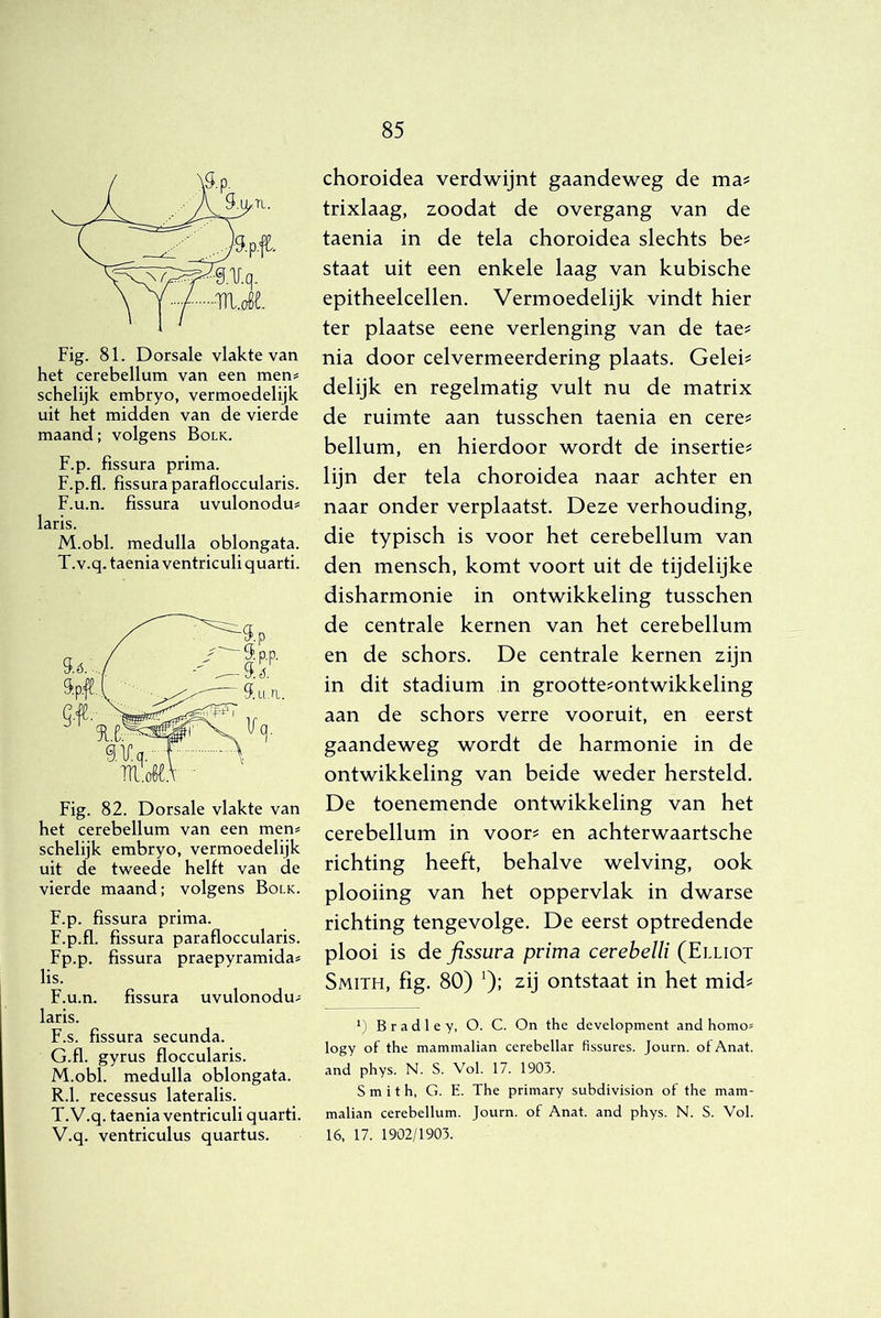 Fig. 81. Dorsale vlakte van het cerebellum van een men? schelijk embryo, vermoedelijk uit het midden van de vierde maand; volgens Bolk. F.p. fissura prima. F.p.fl. fissura parafloccularis. F.u.n. fissura uvulonodu^ laris. M.obl. medulla oblongata. T.v.q. taenia ventriculi quarti. Fig. 82. Dorsale vlakte van het cerebellum van een men^ schelijk embryo, vermoedelijk uit de tweede helft van de vierde maand; volgens Bolk. F.p. fissura prima. F.p.fl. fissura parafloccularis. Fp.p. fissura praepyramida? lis. F.u.n. fissura uvulonodu- laris. F. s. fissura secunda. G. fl. gyrus floccularis. M.obl. medulla oblongata. R.1. recessus lateralis. T.v.q. taenia ventriculi quarti. V.q. ventriculus quartus. choroidea verdwijnt gaandeweg de ma^ trixlaag, zoodat de overgang van de taenia in de tela choroidea slechts be? staat uit een enkele laag van kubische epitheelcellen. Vermoedelijk vindt hier ter plaatse eene verlenging van de tae^ nia door celvermeerdering plaats. Geleid delijk en regelmatig vult nu de matrix de ruimte aan tusschen taenia en cere^ bellum, en hierdoor wordt de insertie^ lijn der tela choroidea naar achter en naar onder verplaatst. Deze verhouding, die typisch is voor het cerebellum van den mensch, komt voort uit de tijdelijke disharmonie in ontwikkeling tusschen de centrale kernen van het cerebellum en de schors. De centrale kernen zijn in dit stadium in grootte^ontwikkeling aan de schors verre vooruit, en eerst gaandeweg wordt de harmonie in de ontwikkeling van beide weder hersteld. De toenemende ontwikkeling van het cerebellum in voor^ en achterwaartsche richting heeft, behalve welving, ook plooiing van het oppervlak in dwarse richting tengevolge. De eerst optredende plooi is Ó.Q fissura prima cerebelli (Elliot Smith, fig. 80) 0: ontstaat in het mid? Bradley, O. C. On the development and homo« logy of the mammalian cerebellar fissures. Journ. ofAnat. and phys. N. S. Vol. 17. 1903. Smith, G. E. The primary subdivision of the mam- malian cerebellum. Journ. of Anat. and phys. N. S. Vol. 16, 17. 1902/1903.