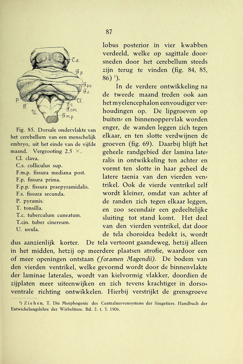 lobus posterior in vier kwabben verdeeld, welke op sagittale door? sneden door het cerebellum steeds zijn terug te vinden (fig. 84, 85, 86) ')• In de verdere ontwikkeling na de tweede maand treden ook aan het myelencephalon eenvoudiger ver^ houdingen op. De lipgroeven op buitens en binnenoppervlak worden enger, de wanden leggen zich tegen elkaar, en ten slotte verdwijnen de groeven (fig. 69). Daarbij blijft het geheele randgebied der lamina late^ ralis in ontwikkeling ten achter en vormt ten slotte in haar geheel de latere taenia van den vierden ven? trikel. Ook de vierde ventrikel zelf wordt kleiner, omdat van achter af de randen zich tegen elkaar leggen, en zoo secundair een gedeeltelijke sluiting tot stand komt. Het deel van den vierden ventrikel, dat door de tela choroidea bedekt is, wordt dus aanzienlijk korter. De tela vertoont gaandeweg, hetzij alleen in het midden, hetzij op meerdere plaatsen atrofie, waardoor een of meer openingen ontstaan (foramen Magendü). De bodem van den vierden ventrikel, welke gevormd wordt door de binnenvlakte der laminae laterales, wordt van kielvormig vlakker, doordien de zijplaten meer uiteenwijken en zich tevens krachtiger in dorso= ventrale richting ontwikkelen. Hierbij verstrijkt de grensgroeve Z i e h e n, T. Die Morphogenie des Centralnervensystems der Saugetiere. Handbuch der Entwickelungslehre der Wirbeltiere. Bd. 2. t. 3. 1906. Fig. 85. Dorsale ondervlakte van het cerebellum van een menschelijk embryo, uit het einde van de vijfde maand. Vergrooting 2.5 X. Cl. clava. C.s. colliculus sup. F.m.p. fissura mediana post. F.p. fissura prima. F.p.p. fissura praepyramidalis. F.s. fissura secunda. P. pyramis. T. tonsilla. T.c. tuberculum cuneatum. T. cin. tuber cinereum. U. uvula.