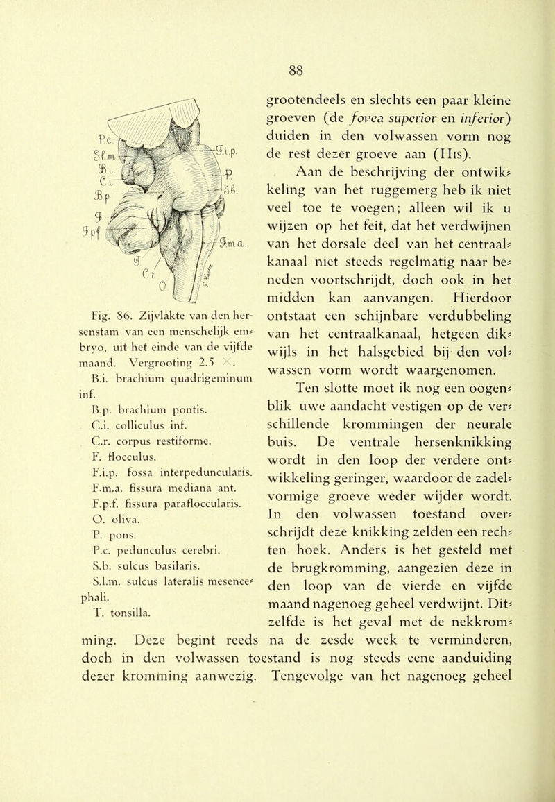 grootendeels en slechts een paar kleine groeven (de fovea superior en inferior) duiden in den volwassen vorm nog de rest dezer groeve aan (His). Aan de beschrijving der ontwik^ keling van het ruggemerg heb ik niet veel toe te voegen; alleen wil ik u wijzen op het feit, dat het verdwijnen van het dorsale deel van het centraah kanaal niet steeds regelmatig naar be^ neden voortschrijdt, doch ook in het midden kan aanvangen. Hierdoor ontstaat een schijnbare verdubbeling van het centraalkanaal, hetgeen dik^ wijls in het halsgebied bij den voh wassen vorm wordt waargenomen. Ten slotte moet ik nog een oogen# blik uwe aandacht vestigen op de ver? schillende krommingen der neurale buis. De ventrale hersenknikking wordt in den loop der verdere ont? wikkeling geringer, waardoor de zadel? vormige groeve weder wijder wordt. In den volwassen toestand over? schrijdt deze knikking zelden een rech? ten hoek. Anders is het gesteld met de brugkromming, aangezien deze in den loop van de vierde en vijfde maand nagenoeg geheel verdwijnt. Dit? zelfde is het geval met de nekkrom? ming. Deze begint reeds na de zesde week te verminderen, doch in den volwassen toestand is nog steeds eene aanduiding dezer kromming aanwezig. Tengevolge van het nagenoeg geheel Fig. 86. Zijvlakte van den her- senstam van een menschelijk ems bryo, uit het einde van de vijfde maand. Vergrooting 2.5 X. B.i. brachium quadrigeminum int. B. p. brachium pontis. C. i. colliculus int. C.r. corpus restiforme. F. flocculus. F.i.p. fossa interpeduncularis. F.m.a. fissura mediana ant. F.p.f fissura parafloccularis. O. oliva. P. pons. P.c. pedunculus cerebri. S.b. sulcus basilaris. S. l.m. sulcus lateralis mesence= phali. T. tonsilla.