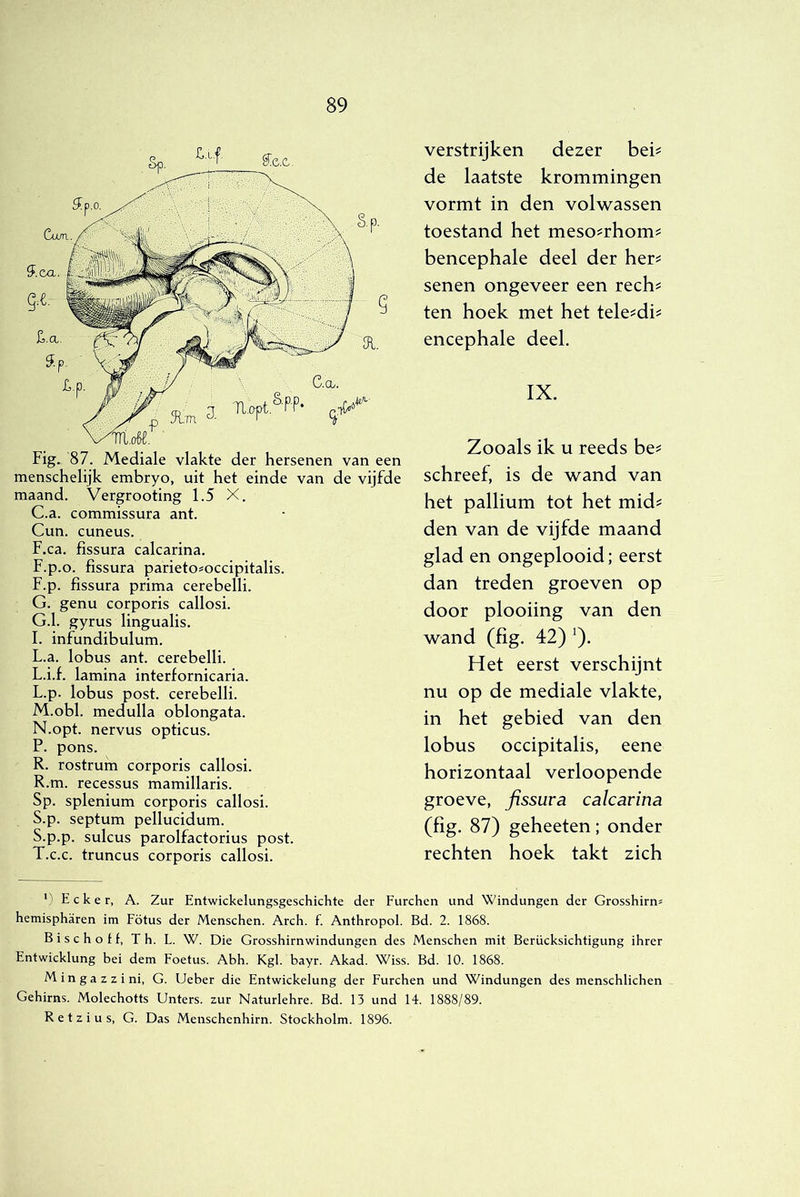 Fig. 87. Mediale vlakte der hersenen van een menschelijk embryo, uit het einde van de vijfde maand. Vergrooting 1.5 X. C.a. commissura ant. Cun. cuneus. F.ca. fissura calcarina. F.p.o. fissura parieto^occipitalis. F. p. fissura prima cerebelli. G. genu corporis callosi. G.1. gyrus lingualis. I. infundibulum. L.a. lobus ant. cerebelli. L.i.f. lamina interfornicaria. L. p. lobus post. cerebelli. M. obl. medulla oblongata. N. opt. nervus opticus. P. pons. R. rostrum corporis callosi. R. m. recessus mamillaris. Sp. splenium corporis callosi. S. p. septum pellucidum. S. p.p. sulcus parolfactorius post. T. c.c. truncus corporis callosi. verstrijken dezer bek de laatste krommingen vormt in den volwassen toestand het meso^rhom^ bencephale deel der her^ senen ongeveer een rech^ ten hoek met het tele^di^ encephale deel. IX. Zooals ik u reeds be^ schreef, is de wand van het pallium tot het mid^ den van de vijfde maand glad en ongeplooid; eerst dan treden groeven op door plooiing van den wand (fig. 42) ^). Het eerst verschijnt nu op de mediale vlakte, in het gebied van den lobus occipitalis, eene horizontaal verloopende groeve, fissura calcarina (fig. 87) geheeten; onder rechten hoek takt zich '' Ecker, A. Zur Entwickelungsgeschichte der Eurchen und Windungen der Grosshirn^ hemispharen im Fötus der Menschen. Arch. f. Anthropol. Bd. 2. 1868. B i s c h o f f, Th. L. W. Die Grosshirnwindungen des Menschen mit Berücksichtigung ihrer Entwicklung bei dem Eoetus. Abh. Kgl. bayr. Akad. Wiss. Bd. 10. 1868. M i n g a z z i ni, G. Ueber die Entwickelung der Eurchen und Windungen des menschlichen Gehirns. Molechotts Unters. zur Naturlehre. Bd. 13 und 14. 1888/89. R e t z i u s, G. Das Menschenhirn. Stockholm. 1896.
