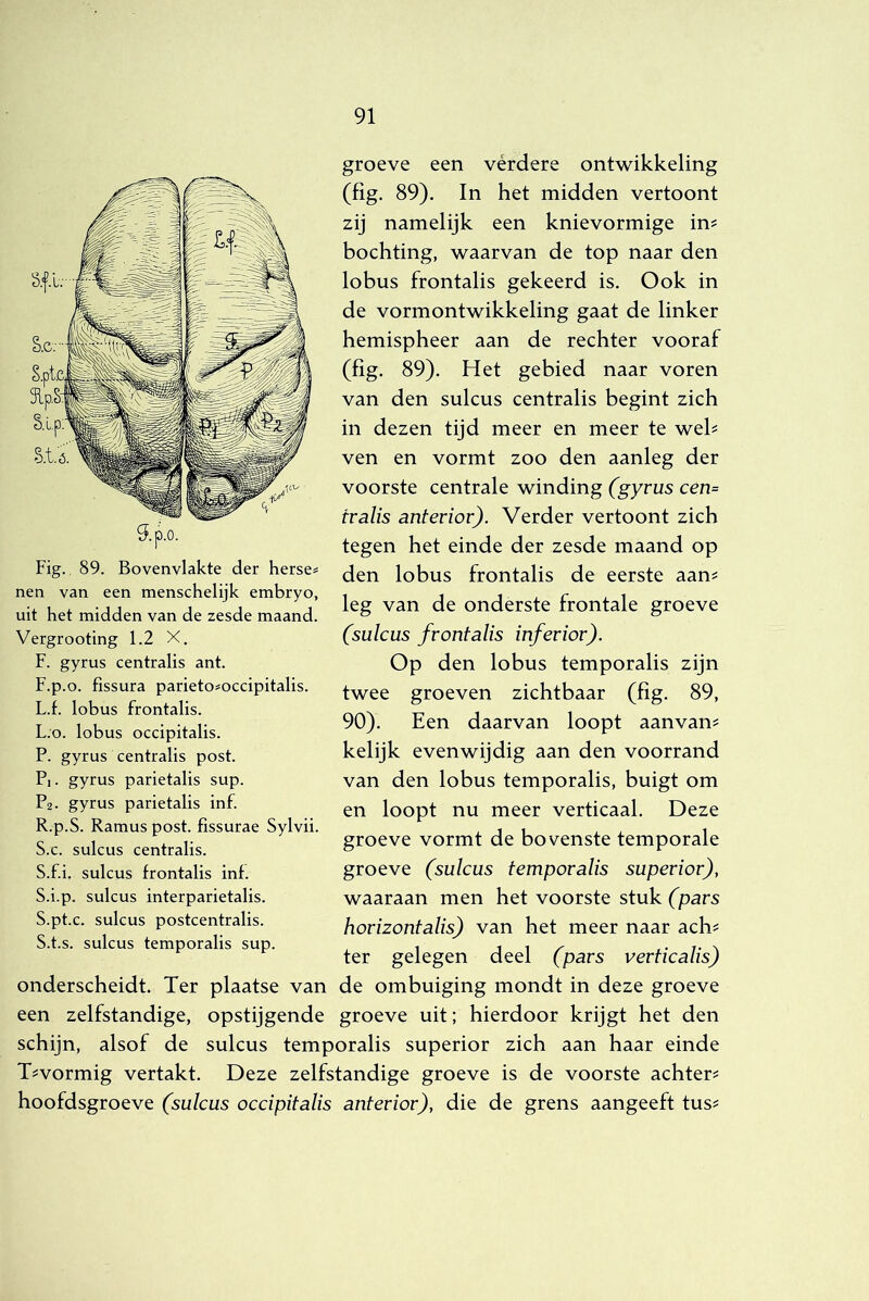 Fig. 89. Bovenvlakte der herse# nen van een menschelijk embryo, uit het midden van de zesde maand. Vergrooting 1.2 X, F. gyrus centralis ant. F.p.o. fissura parieto^occipitalis. L.f. lobus frontalis. L.o. lobus occipitalis. P. gyrus centralis post. Pi. gyrus parietalis sup. P2. gyrus parietalis inf. R. p.S. Ramus post. fissurae Sylvii. S. c. sulcus centralis. S.f.i. sulcus frontalis inf. S.i.p. sulcus interparietalis. S.pt.c. sulcus postcentralis. S.t.s. sulcus temporalis sup. groeve een vérdere ontwikkeling (fig. 89). In het midden vertoont zij namelijk een knievormige in? bochting, waarvan de top naar den lobus frontalis gekeerd is. Ook in de vormontwikkeling gaat de linker hemispheer aan de rechter vooraf (fig. 89). Het gebied naar voren van den sulcus centralis begint zich in dezen tijd meer en meer te wel? ven en vormt zoo den aanleg der voorste centrale winding (gyrus cen= tvalis anterior). Verder vertoont zich tegen het einde der zesde maand op den lobus frontalis de eerste aan? leg van de onderste frontale groeve (sulcus frontalis inferior). Op den lobus temporalis zijn twee groeven zichtbaar (fig. 89, 90). Een daarvan loopt aanvan? kelijk evenwijdig aan den voorrand van den lobus temporalis, buigt om en loopt nu meer verticaal. Deze groeve vormt de bovenste temporale groeve (sulcus temporalis superior), waaraan men het voorste stuk (pars horizontalis) van het meer naar ach? ter gelegen deel (pars verticalis) onderscheidt. Ter plaatse van de ombuiging mondt in deze groeve een zelfstandige, opstijgende groeve uit; hierdoor krijgt het den schijn, alsof de sulcus temporalis superior zich aan haar einde T?vormig vertakt. Deze zelfstandige groeve is de voorste achter? hoofdsgroeve (sulcus occipitalis anterior), die de grens aangeeft tus?
