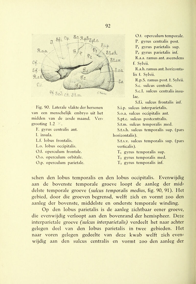Fig. 90. Laterale vlakte der hersenen van een menschelijk embryo uit het midden van de zesde maand. Ver^ grooting 1.2 X. F. gyrus centralis ant. I. insula. L.f. lobus frontalis. L.o. lobus occipitalis. O.f. operculum frontale. O.o. operculum orbitale. O.p. operculum parietale. O. t. operculum temporale. P. gyrus centralis post. Pi gyrus parietalis sup. Pu gyrus parietalis inf. R.a.a. ramus ant. ascendens f. Sylvii. R.a.h. ramus ant. horizontal lis f. Sylvii. R. p.S. ramus post. f. Sylvii. S. c. sulcus centralis. S.c.I. sulcus centralis insu^ lae. S.f.i. sulcus frontalis inf. S.i.p. sulcus interparietalis. S.o.a. sulcus occipitalis ant. S.pt.c. sulcus postcentralis. S.t.m. sulcus temporalis med. S.t.s.h. sulcus temporalis sup. (pars horizontalis). S.t.s.v. sulcus temporalis sup. (pars verticalis). Tl gyrus temporalis sup. Tu gyrus temporalis med. T3 gyrus temporalis inf. schen den lobus temporalis en den lobus occipitalis. Evenwijdig aan de bovenste temporale groeve loopt de aanleg der mid# delste temporale groeve {sulcus temporalis medius, fig. 90, 91). Het gebied, door die groeven begrensd, welft zich en vormt zoo den aanleg der bovenste, middelste en onderste temporale winding. Op den lobus parietalis is de aanleg zichtbaar eener groeve, die evenwijdig verloopt aan den bovenrand der hemispheer. Deze interparietale groeve (sulcus interparietalis) verdeelt het naar achter gelegen deel van den lobus parietalis in twee gebieden. Het naar voren gelegen gedeelte van deze kwab welft zich even# wijdig aan den sulcus centralis en vormt zoo den aanleg der i