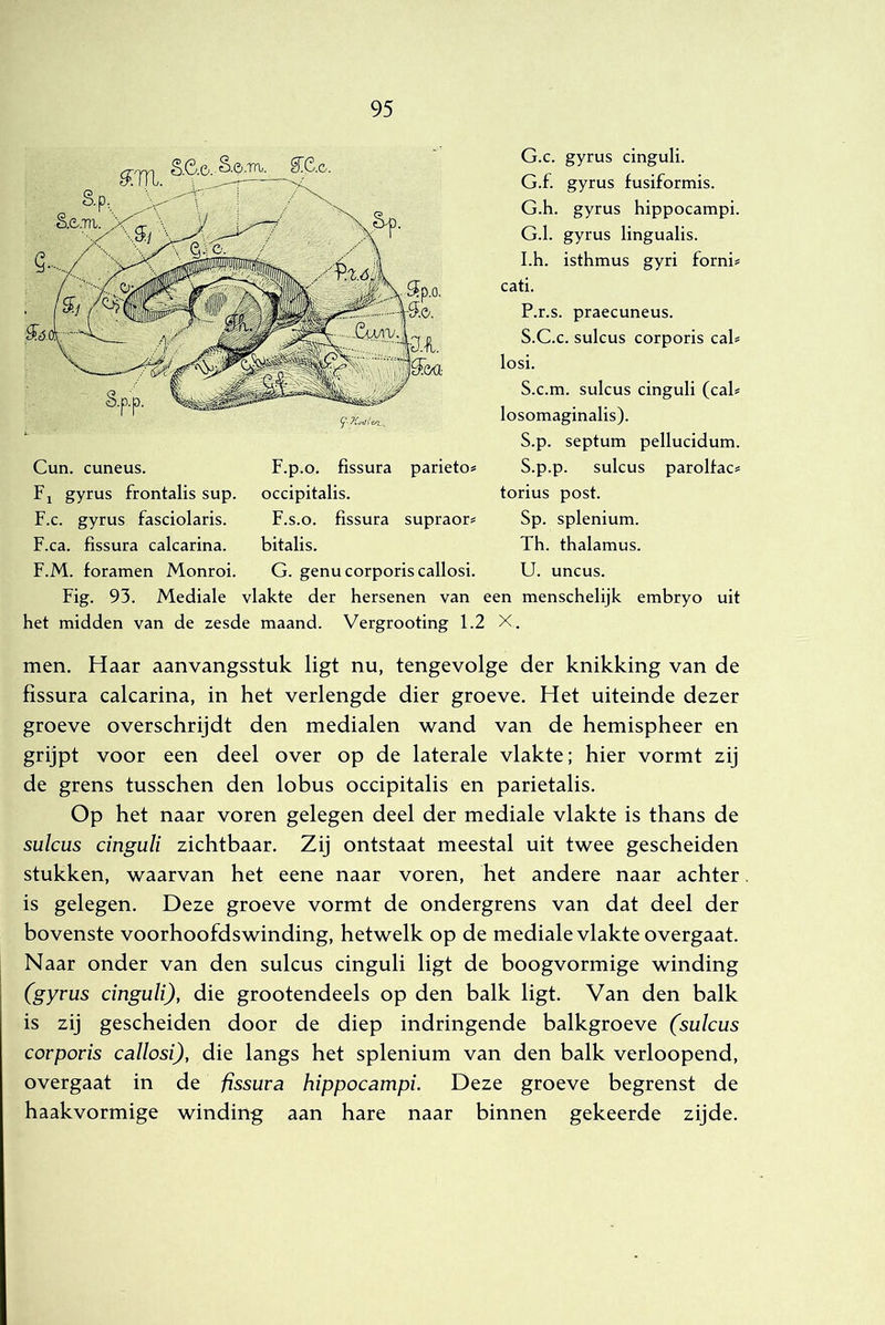 G.c. gyrus cinguli. G.f. gyrus fusiformis. G.h. gyrus hippocampi. G.1. gyrus lingualis. Lh. isthmus gyri forni* cati. P.r.s. praecuneus. S.C.c. sulcus corporis cal* losi. S.c.m. sulcus cinguli (cal* losomaginalis). S.p. septum pellucidum. S.p.p. sulcus parolfac* torius post. Sp. splenium. Th. thalamus. U. uncus. Fig. 93. Mediale vlakte der hersenen van een menschelijk embryo uit het midden van de zesde maand. Vergrooting 1.2 X. men. Haar aanvangsstuk ligt nu, tengevolge der knikking van de fissura calcarina, in het verlengde dier groeve. Het uiteinde dezer groeve overschrijdt den medialen wand van de hemispheer en grijpt voor een deel over op de laterale vlakte; hier vormt zij de grens tusschen den lobus occipitalis en parietalis. Op het naar voren gelegen deel der mediale vlakte is thans de sulcus cinguli zichtbaar. Zij ontstaat meestal uit twee gescheiden stukken, waarvan het eene naar voren, het andere naar achter is gelegen. Deze groeve vormt de ondergrens van dat deel der bovenste voorhoofdswinding, hetwelk op de mediale vlakte overgaat. Naar onder van den sulcus cinguli ligt de boogvormige winding (gyrus cinguli), die grootendeels op den balk ligt. Van den balk is zij gescheiden door de diep indringende balkgroeve (sulcus corporis callosi), die langs het splenium van den balk verloopend, overgaat in de fissura hippocampi. Deze groeve begrenst de haakvormige winding aan hare naar binnen gekeerde zijde. F.c. gyrus fasciolaris. F.s.o. fissura supraor* F.ca. fissura calcarina. bitalis. F.M. foramen Monroi. G. genu corporis callosi.