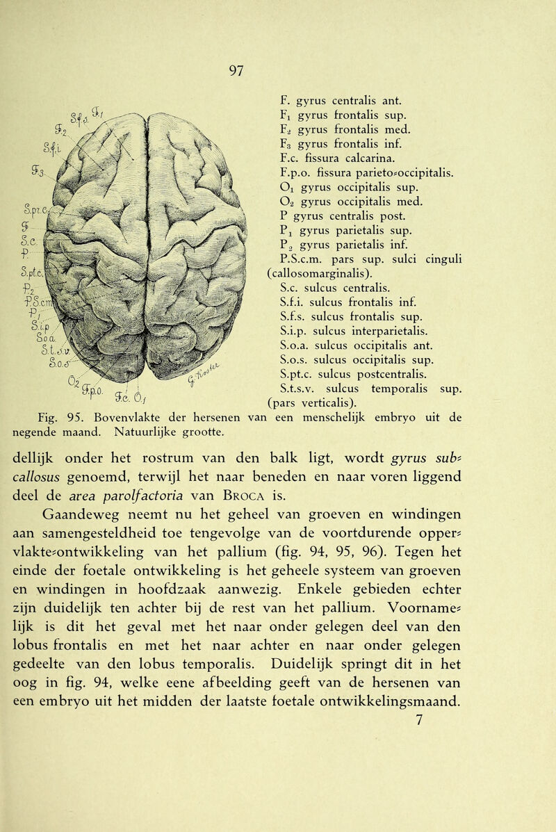 F. gyrus centralis ant. Fi gyrus frontalis sup. F2 gyrus frontalis med. F3 gyrus frontalis inf. F.c. fissura calcarina. F.p.o. fissura parieto^occipitalis. 01 gyrus occipitalis sup. 02 gyrus occipitalis med. P gyrus centralis post. Pi gyrus parietalis sup. P2 gyrus parietalis inf P.S.c.m. pars sup. sulci cinguli (callosomarginalis). S.c. sulcus centralis. S.fi. sulcus frontalis inf S.f.s. sulcus frontalis sup. S.i.p. sulcus interparietalis. 5.0. a. sulcus occipitalis ant. 5.0. s. sulcus occipitalis sup. S.pt.c. sulcus postcentralis. S.t.s.v. sulcus temporalis sup. (pars verticalis). Fig. 95. Bovenvlakte der hersenen van een menschelijk embryo uit de negende maand. Natuurlijke grootte. dellijk onder het rostrum van den balk ligt, wordt gyrus suh callosus genoemd, terwijl het naar beneden en naar voren liggend deel de avea parolfactoria van Broca is. Gaandeweg neemt nu het geheel van groeven en windingen aan samengesteldheid toe tengevolge van de voortdurende oppers vlakte^ontwikkeling van het pallium (fig. 94, 95, 96). Tegen het einde der foetale ontwikkeling is het geheele systeem van groeven en windingen in hoofdzaak aanwezig. Enkele gebieden echter zijn duidelijk ten achter bij de rest van het pallium. Voorname^ lijk is dit het geval met het naar onder gelegen deel van den lobus frontalis en met het naar achter en naar onder gelegen gedeelte van den lobus temporalis. Duidelijk springt dit in het oog in fig. 94, welke eene afbeelding geeft van de hersenen van een embryo uit het midden der laatste foetale ontwikkelingsmaand. 7
