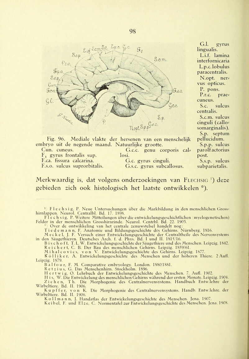 Fig. 96. Mediale vlakte der hersenen van een menschelijk embryo uit de negende maand. Natuurlijke grootte. Cun. cuneus. G.c.c. genu corporis cah Fj gyrus frontalis sup. losi. F.ca. fissura calcarina. G.c. gyrus cinguli. F.s.o. sulcus suprorbitalis. G.s.c. gyrus subcallosus. G.1. gyrus lingualis. L.i.f. lamina interfornicaria L.p.c.lobulus paracentralis. N.opt. ner? vus opticus. P. pons. P.r.c. prae^ cuneus. S.c. sulcus centralis. S.c.m. sulcus cinguli (callo^ somarginalis). S.p. septum pellucidum. S.p.p. sulcus parolfactorius post. S.s.p. sulcus subparietalis. Merkwaardig is, dat volgens onderzoekingen van Flechsig ‘) deze gebieden zich ook histologisch het laatste ontwikkelen ’) Flechsig, P. Neue Untcrsuchungen über die Markbildung in den menschlichen Gross= hirnlappen. Neurol. Centralbl. Bd. 17. 1898. Flechsig, P. Weitere Mitteilungen über die entwickelungsgeschichtlichen myelogenetischen) Felder in der menschlichen Grosshirnrinde. Neurol. Centrbl. Bd. 22. 1903. * Over de ontwikkeling van het centrale zenuwstelsel handelt nog: Tiedemann, F. Anatomie und Bildungsgeschichte des Gehirns. Nürnberg. 1816. Meekek I- F. Versuch einer Entwickelungsgeschichte der Centraltheile des Nervensystems in den Saugethieren. Deutsches Arch. f. d. Phys. Bd. I und II. 1815/16. B i s c h o f f, T. L. W. Entwickelungsgeschichte der Saugethiere und des Menschen. Leipzig. 1842. R e i c h e r t, C. B. Der Bau des menschlichen Gehirns. Leipzig. 1859/61. Mihalcovics, von V. Entwickelungsgeschichte des Gehirns. Leipzig. 1877. K ö 11 i k e r. A. Entwickelungsgeschichte des Menschen und der höheren Thiere. 2 Aull. Leipzig. 1879. Bal tour, F. M. Comparative embryology. London. 1880/1881. R e t z i u s, G. Das Menschenhirn. Stockholm. 1896. H e r t w i g, O. Lehrbuch der Entwickelungsgeschichte des .Menschen. 7. Autl. 1902. H i s, W. Die Entwickelung des menschlichen Gehirns wahrend der ersten Monate. Leipzig. 1904. Zie hen, Th. Die Morphogenie des Centralnervensystems. Handbuch Entw.lehre der Wirbeltiere. Bd. II. 1906. K u p f f e r, von K. Die Morphogenie des Centralnervensystems. Handb. Entw.lehre. der Wirbeltiere. Bd. II. 1906. K o 11 m a n n, J. Handatlas der Entwickelungsgeschichte des Menschen. Jena. 1907. Kei bel, F. und El ze, C. Normentatel zur Entwickelungsgeschichte des Menschen. Jena. 1908.