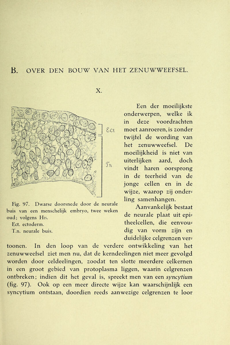 B. OVER DEN BOUW VAN HET ZENUWWEEESEL. X. 6ct hi Fig. 97. Dwarse doorsnede door de neurale buis van een menschelijk embryo, twee weken oud; volgens Hls. Eet. ectoderm. T.n. neurale buis. Een der moeilijkste onderwerpen, welke ik in deze voordrachten moet aanroeren, is zonder twijfel de wording van het zenuwweefsel. De moeilijkheid is niet van uiterlijken aard, doch vindt haren oorsprong in de teerheid van de jonge cellen en in de wijze, waarop zij onder? ling samenhangen. Aanvankelijk bestaat de neurale plaat uit epi? theelcellen, die eenvou? dig van vorm zijn en duidelijke celgrenzen ver? toonen. In den loop van de verdere ontwikkeling van het zenuwweefsel ziet men nu, dat de kerndeelingen niet meer gevolgd worden door celdeelingen, zoodat ten slotte meerdere celkernen in een groot gebied van protoplasma liggen, waarin celgrenzen ontbreken; indien dit het geval is, spreekt men van een syncytium (fig. 97). Ook op een meer directe wijze kan waarschijnlijk een syncytium ontstaan, doordien reeds aanwezige celgrenzen te loor
