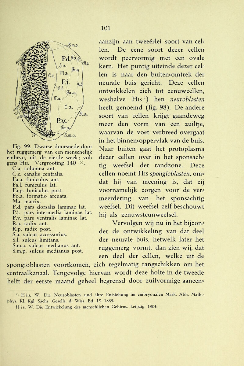 Fig. 99. Dwarse doorsnede door het ruggemerg van een menschelijk embryo, uit de vierde week; vol* gens His. Vergrooting 140 X. C.a. columna ant. C.c. canalis centralis. Fa.a. funiculus ant. Fa.1. funiculus lat. Fa.p. funiculus post. Fo.a. formatio arcuata. Ma. matrix. P.d. pars dorsalis laminae lat. P.i. pars intermedia laminae lat. P.v. pars ventralis laminae lat. R.a. radix ant. R. p. radix post. S. a. sulcus accessorius. S.1. sulcus limitans. S.m.a. sulcus medianus ant. S.m.p. sulcus medianus post. aanzijn aan tweeërlei soort van cel^ len. De eene soort dezer cellen wordt peervormig met een ovale kern. Het puntig uiteinde dezer eek len is naar den buiten^omtrek der neurale buis gericht. Deze cellen ontwikkelen zich tot zenuwcellen, weshalve His hen neuroblasten heeft genoemd (fig. 98). De andere soort van cellen krijgt gaandeweg meer den vorm van een zuiltje, waarvan de voet verbreed overgaat in het binnen^oppervlak van de buis. Naar buiten gaat het protoplasma dezer cellen over in het sponsach? tig weefsel der randzone. Deze cellen noemt His spongioblasten, om? dat hij van meening is, dat zij voornamelijk zorgen voor de ver? meerdering van het sponsachtig weefsel. Dit weefsel zelf beschouwt hij als zenuwsteunweefsel. Vervolgen wij nu in het bijzon? der de ontwikkeling van dat deel der neurale buis, hetwelk later het ruggemerg vormt, dan zien wij, dat een deel der cellen, welke uit de spongioblasten voortkomen, zich regelmatig rangschikken om het centraalkanaal. Tengevolge hiervan wordt deze holte in de tweede helft der eerste maand geheel begrensd door zuilvormige aaneen? ‘) His, W. Die Neuroblasten und ihre Entstehung im embryonalen Mark. Abh. Math.= phys. KI. Kgl. Sachs. Gesells. d. Wiss. Bd. 15. 1889. His. W. Die Entwickelung des menschlichen Gehirns. Leipzig. 1904.
