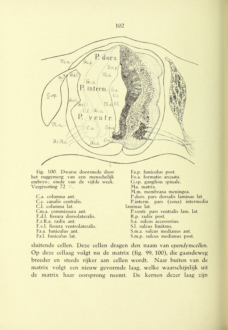 •1 102 embryo; einde van de vijfde week. Vergrooting 72 X. C.a. columna ant. C.c. canalis centralis. C.1. columna lat. Cm.a. commissura ant. F.d.1. fissura dorsolateralis. F.r.R.a. radix ant. F.v.1. fissura ventrolateralis. Fa.a. funiculus ant. Fa.1. funiculus lat. G.sp. ganglion spinale. Ma. matrix. M.m. membrana meningea. P.dors. pars dorsalis laminae lat. P.interm. pars (zona) intermedia laminae lat. P.ventr. pars ventralis lam. lat. R. p. radix post. S. a. sulcus accessorius. S.1. sulcus limitans. S.m.a. sulcus medianus ant. S.m.p. sulcus medianus post. sluitende cellen. Deze cellen dragen den naam van ependymcellen. Op deze cellaag volgt nu de matrix (fig. 99, 100), die gaandeweg breeder en steeds rijker aan cellen wordt. Naar buiten van de matrix volgt een nieuw gevormde laag, welke waarschijnlijk uit de matrix haar oorsprong neemt. De kernen dezer laag zijn