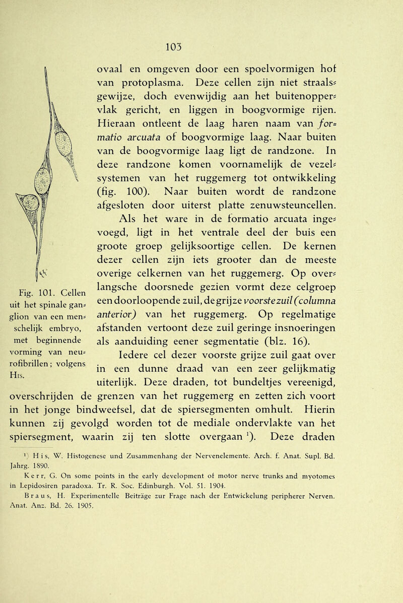 ovaal en omgeven door een spoelvormigen hof van protoplasma. Deze cellen zijn niet straals# gewijze, doch evenwijdig aan het buitenopper^ vlak gericht, en liggen in boogvormige rijen. Hieraan ontleent de laag haren naam van for= matio arcuata of boogvormige laag. Naar buiten van de boogvormige laag ligt de randzone. In deze randzone komen voornamelijk de vezeh systemen van het ruggemerg tot ontwikkeling (fig. 100). Naar buiten wordt de randzone afgesloten door uiterst platte zenuwsteuncellen. Als het ware in de formatio arcuata inge^ voegd, ligt in het ventrale deel der buis een groote groep gelijksoortige cellen. De kernen dezer cellen zijn iets grooter dan de meeste overige celkernen van het ruggemerg. Op over^ langsche doorsnede gezien vormt deze celgroep een doorloopende zuil, de grij ze voorste zuil (columna anterior) van het ruggemerg. Op regelmatige afstanden vertoont deze zuil geringe insnoeringen als aanduiding eener segmentatie (blz. 16). Iedere cel dezer voorste grijze zuil gaat over in een dunne draad van een zeer gelijkmatig uiterlijk. Deze draden, tot bundeltjes vereenigd, overschrijden de grenzen van het ruggemerg en zetten zich voort in het jonge bindweefsel, dat de spiersegmenten omhult. Hierin kunnen zij gevolgd worden tot de mediale ondervlakte van het spiersegment, waarin zij ten slotte overgaan '). Deze draden Fig. 101. Cellen uit het spinale gan# glion van een men= schelijk embryo, met beginnende vorming van neus rofibrillen; volgens His. His, W. Histogencse und Zusammenhang der Nervenelemente. Arch. f. Anat. Supl. Bd. Jahrg. 1890. K e r r, G. On some points in the early development of motor nerve trunks and myotomes in Lepidosiren paradoxa. Tr. R. Soc. Edinburgh. Vol. 51. 1904. B r a u s, H. Experimentelle Beitrage zur Erage nach der Entwickelung peripherer Nerven. Anat. Anz. Bd. 26. 1905.