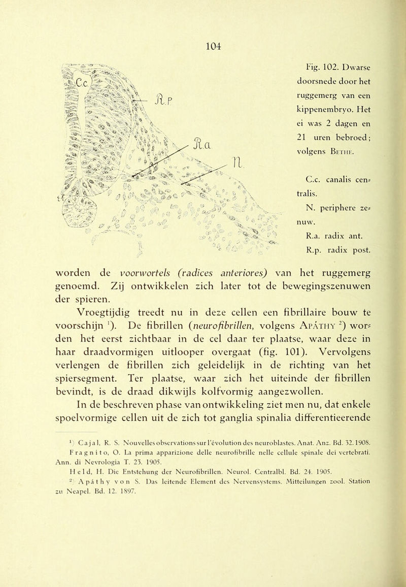ji,p 'SS MmêMê: 'V- A./ ^ ^^?5||ÉèWfa 1^ \SSi Fig. 102. Dwarse doorsnede door het ruggemerg van een kippenembryo. Het ei was 2 dagen en 21 uren bebroed; volgens Bethi;. C.c. canalis cen^ tralis. N. periphere ze« nuw. R.a. radix ant. R.p. radix post. worden de voorwortels (radices anteviores) van het ruggemerg genoemd. Zij ontwikkelen zich later tot de bewegingszenuwen der spieren. Vroegtijdig treedt nu in deze cellen een fibrillaire bouw te voorschijn '). De fibrillen {neurofibrillen, volgens Apathy wor? den het eerst zichtbaar in de cel daar ter plaatse, waar deze in haar draadvormigen uitlooper overgaat (fig. 101). Vervolgens verlengen de fibrillen zich geleidelijk in de richting van het spiersegment. Ter plaatse, waar zich het uiteinde der fibrillen bevindt, is de draad dikwijls kolfvormig aangezwollen. In de beschreven phase van ontwikkeling ziet men nu, dat enkele spoelvormige cellen uit de zich tot ganglia spinalia differentieerende 0 Cajal, R. S. Nouvellesobservationssurl’évolutiondes neuroblastes. Anat. Anz. Rd. 32.1908. Fragnito, O. La prima apparizione delle neurofibrille nelle celluie spinale dei vertebrat!. Ann. di Nevrologia T. 23. 1905. Held, H. Die Entstehung der Neurofibrillen. Neurol. Centralbl. Bd. 24. 1905. “ Apathy von S. Das leitendc Element des Nervensystems. Mitteilungen zool. Station zu Neapel. Bd. 12. 1897.