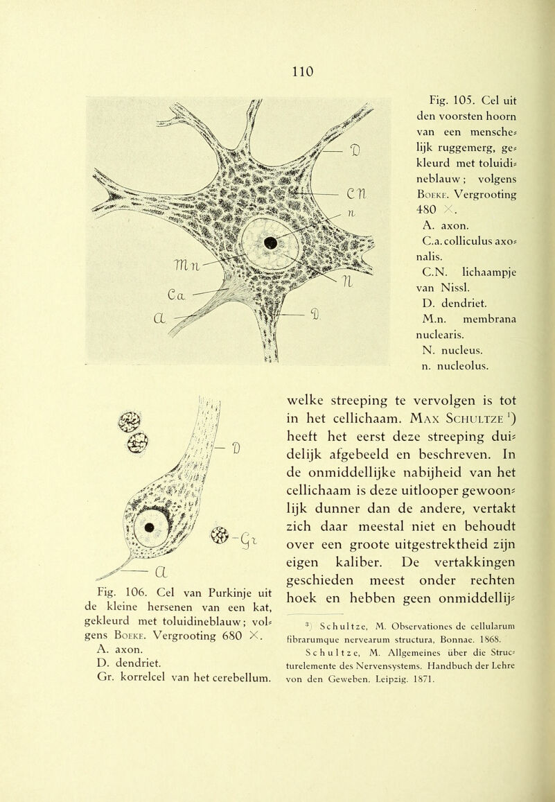 Fig. 105. Cel uit den voorsten hoorn van een mensche* lijk ruggemerg, ge^ kleurd met toluidi^ neblauw; volgens Boeke. Vergrooting 480 X. A. axon. C.a.colliculus axo# nalis. C. N. lichaampje van Nissi. D. dendriet. M. n. membrana nuclearis. N. nucleus. n. nucleolus. Fig. 106. Cel van Purkinje uit de kleine hersenen van een kat, gekleurd met toluidineblauw; voh gens Boeke. Vergrooting 680 X. A. axon. D. dendriet. Gr. korrelcel van het cerebellum. welke streeping te vervolgen is tot in het cellichaam. Max Schultze ‘) heeft het eerst deze streeping duU delijk afgebeeld en beschreven. In de onmiddellijke nabijheid van het cellichaam is deze uitlooper gewoon^ lijk dunner dan de andere, vertakt zich daar meestal niet en behoudt over een groote uitgestrektheid zijn eigen kaliber. De vertakkingen geschieden meest onder rechten hoek en hebben geen onmiddellij? Schultze, M. Observationes de cellularuni tlbrarumque nervearum structura, Bonnae. 1868. Schultze, M. Allgemeines über die Struc? turelemente des Nervensystems. Handbuch der Lehre von den Geweben. Leipzig. 1871.