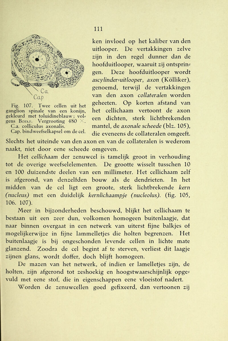 Col 'Cap Fig. 107. Twee cellen uit het ganglion spinale van een konijn, gekleurd met toluidineblauw; voh gens Boeke. Vergrooting 480 X. C.a. colliculus axonalis. Cap. bindweefselkapsel om de cel. ken invloed op het kaliber van den uitlooper. De vertakkingen zelve zijn in den regel dunner dan de hoofduitlooper, waaruit zij ontspring gen. Deze hoofduitlooper wordt ascylindev''Uitloopev, axon (Kölliker), genoemd, terwijl de vertakkingen van den axon collateralen worden geheeten. Op korten afstand van het cellichaam vertoont de axon een dichten, sterk lichtbrekenden mantel, de axonale scheede (blz. 105), die eveneens de collateralen omgeeft. Slechts het uiteinde van den axon en van de collateralen is wederom naakt, niet door eene scheede omgeven. Het cellichaam der zenuwcel is tamelijk groot in verhouding tot de overige weefselelementen. De grootte wisselt tusschen 10 en 100 duizendste deelen van een millimeter. Het cellichaam zelf is afgerond, van denzelfden bouw als de dendrieten. In het midden van de cel ligt een groote, sterk lichtbrekende kern (nucleus) met een duidelijk kernlichaampje (nucleolus). (fig. 105, 106. 107). Meer in bijzonderheden beschouwd, blijkt het cellichaam te bestaan uit een zeer dun, volkomen homogeen buitenlaagje, dat naar binnen overgaat in een netwerk van uiterst fijne balkjes of mogelijkerwijze in fijne lammelletjes die holten begrenzen. Het buitenlaagje is bij ongeschonden levende cellen in lichte mate glanzend. Zoodra de cel begint af te sterven, verliest dit laagje zijnen glans, wordt doffer, doch blijft homogeen. De mazen van het netwerk, of indien er lamelletjes zijn, de holten, zijn afgerond tot zeshoekig en hoogstwaarschijnlijk opge^ vuld met eene stof, die in eigenschappen eene vloeistof nadert. Worden de zenuwcellen goed gefixeerd, dan vertonnen zij