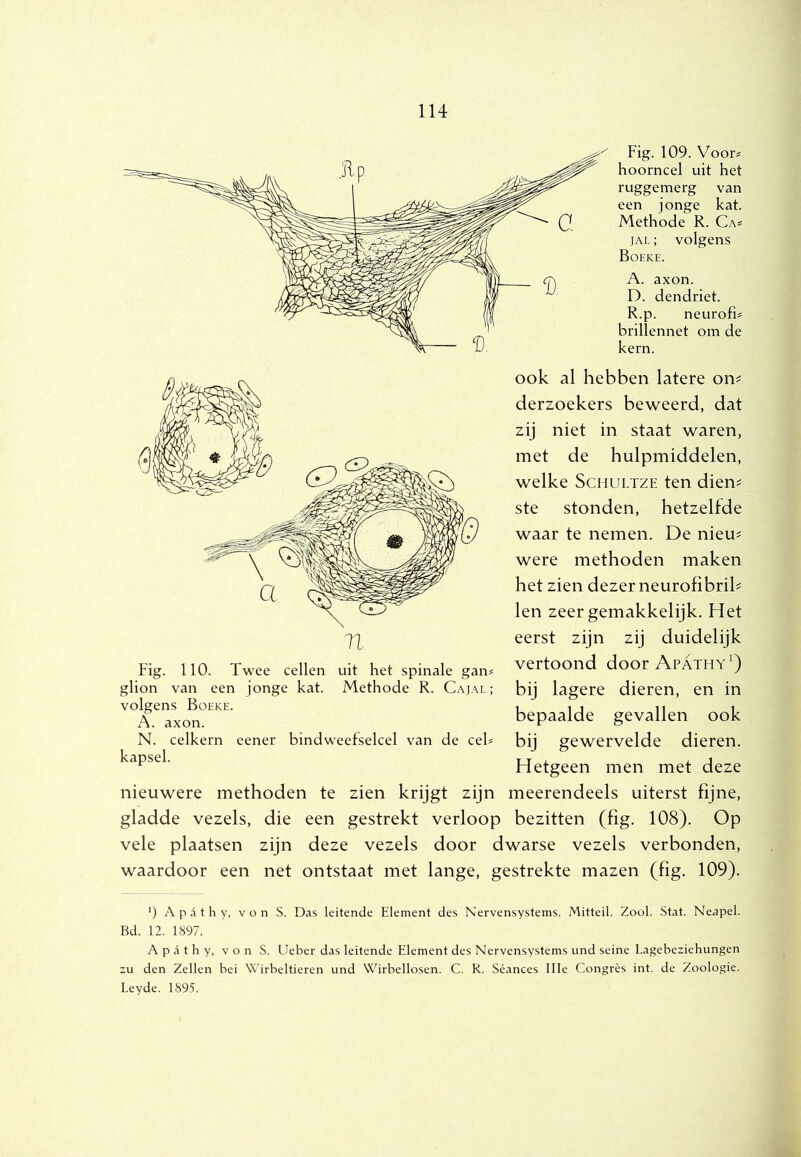 Fig. 109. Voor# hoorncel uit het ruggemerg van een jonge kat. Methode R. Ca# ,1AL; volgens Boeke. A. axon. D. dendriet. R.p. neurofi# brillennet om de kern. ook al hebben latere on=: derzoekers beweerd, dat zij niet in staat waren, met de hulpmiddelen, welke ScHULTZE ten dien^ ste stonden, hetzelfde waar te nemen. De niem were methoden maken het zien dezer neurofibrih len zeer gemakkelijk. Het eerst zijn zij duidelijk vertoond door Apathy') bij lagere dieren, en in bepaalde gevallen ook bij gewervelde dieren. Hetgeen men met deze nieuwere methoden te zien krijgt zijn meerendeels uiterst fijne, gladde vezels, die een gestrekt verloop bezitten (fig. 108). Op vele plaatsen zijn deze vezels door dwarse vezels verbonden, waardoor een net ontstaat met lange, gestrekte mazen (fig. 109). Fig. 110. Twee cellen uit het spinale gan# glion van een jonge kat. Methode R. Cajai. ; volgens Boeke. A. axon. N. celkern eener bindweefselcel van de cel# kapsel. ') A p a t h y, von S. Das lettende Element des Nervensystems. Mitteil. Zool. Stat. Neapel. Bd. 12. 1897. Apathy, von S. Ueber das leitende Element des Nervensystems und seine Lagebeziehungen zu den Zeilen bei Wirbeltieren und Wirbellosen. C. R. Séances II Ie Congrès int. de Zoologie. Leyde. 1895.
