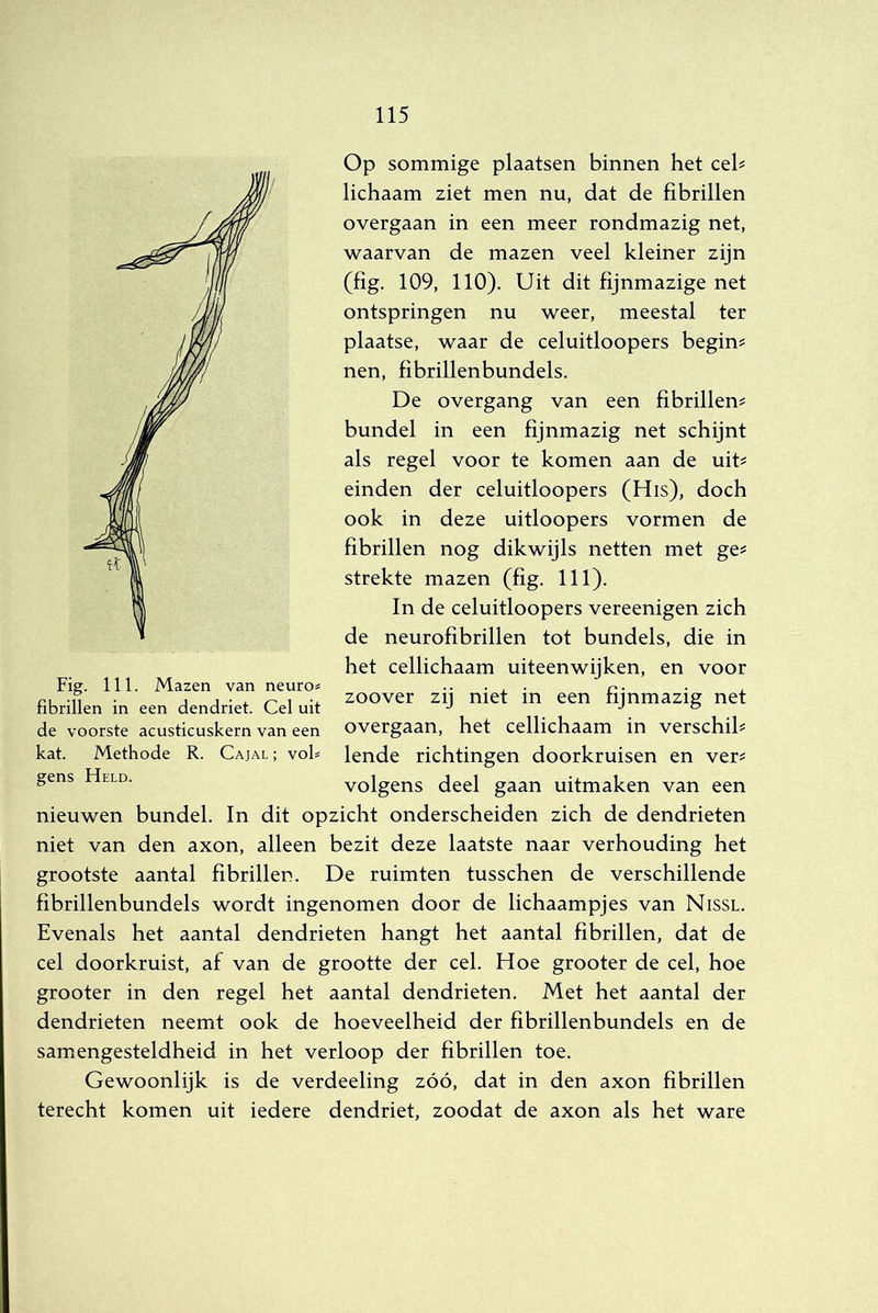 Op sommige plaatsen binnen het ceh lichaam ziet men nu, dat de fibrillen overgaan in een meer rondmazig net, waarvan de mazen veel kleiner zijn (fig. 109, 110). Uit dit fijnmazige net ontspringen nu weer, meestal ter plaatse, waar de celuitloopers begint nen, fibrillenbundels. De overgang van een fibrillen^ bundel in een fijnmazig net schijnt als regel voor te komen aan de uit^ einden der celuitloopers (His), doch ook in deze uitloopers vormen de fibrillen nog dikwijls netten met ge^ strekte mazen (fig. 111). In de celuitloopers vereenigen zich de neurofibrillen tot bundels, die in het cellichaam uiteenwijken, en voor zoover zij niet in een fijnmazig net overgaan, het cellichaam in verschik lende richtingen doorkruisen en ver^ volgens deel gaan uitmaken van een nieuwen bundel. In dit opzicht onderscheiden zich de dendrieten niet van den axon, alleen bezit deze laatste naar verhouding het grootste aantal fibrillen. De ruimten tusschen de verschillende fibrillenbundels wordt ingenomen door de lichaampjes van Nissl. Evenals het aantal dendrieten hangt het aantal fibrillen, dat de cel doorkruist, af van de grootte der cel. Hoe grooter de cel, hoe grooter in den regel het aantal dendrieten. Met het aantal der dendrieten neemt ook de hoeveelheid der fibrillenbundels en de samengesteldheid in het verloop der fibrillen toe. Gewoonlijk is de verdeeling zóó, dat in den axon fibrillen terecht komen uit iedere dendriet, zoodat de axon als het ware Fig. 111. Mazen van neuro= fibrillen in een dendriet. Cel uit de voorste acusticuskern van een kat. Methode R. Cajal ; voh gens Held.