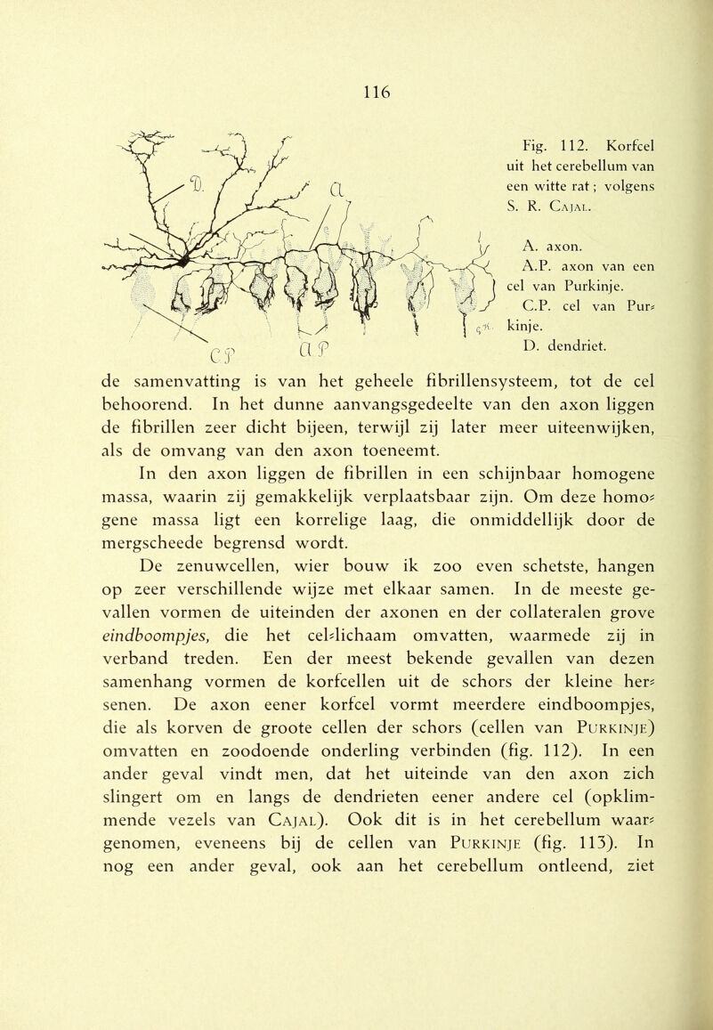 de samenvatting is van het geheele fibrillensysteem, tot de cel behoorend. In het dunne aanvangsgedeelte van den axon liggen de fibrillen zeer dicht bijeen, terwijl zij later meer uiteenwijken, als de omvang van den axon toeneemt. In den axon liggen de fibrillen in een schijnbaar homogene massa, waarin zij gemakkelijk verplaatsbaar zijn. Om deze homo^ gene massa ligt een korrelige laag, die onmiddellijk door de mergscheede begrensd wordt. De zenuwcellen, wier bouw ik zoo even schetste, hangen op zeer verschillende wijze met elkaar samen. In de meeste ge- vallen vormen de uiteinden der axonen en der collateralen grove eindboompjes, die het cehlichaam omvatten, waarmede zij in verband treden. Een der meest bekende gevallen van dezen samenhang vormen de korfcellen uit de schors der kleine her^ senen. De axon eener korfcel vormt meerdere eindboompjes, die als korven de groote cellen der schors (cellen van Purkinje) omvatten en zoodoende onderling verbinden (fig. 112). In een ander geval vindt men, dat het uiteinde van den axon zich slingert om en langs de dendrieten eener andere cel (opklim- mende vezels van Cajal). Ook dit is in het cerebellum waar^ genomen, eveneens bij de cellen van Purkinje (fig. 113). In nog een ander geval, ook aan het cerebellum ontleend, ziet