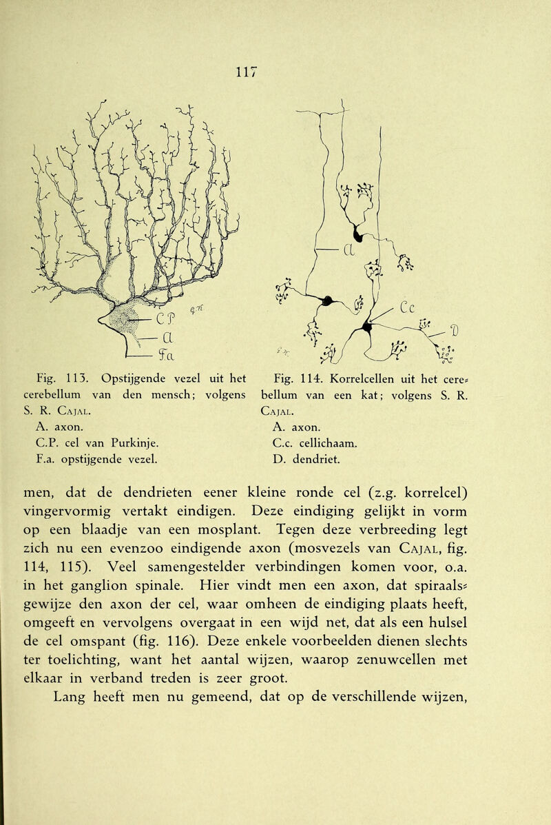 Fig. 113. Opstijgende vezel uit het cerebellum van den mensch; volgens S. R. Cajal. A. axon. C.P. cel van Purkinje. F.a. opstijgende vezel. Fig. 114. Korrelcellen uit het cere= helium van een kat; volgens S. R. Cajal. A. axon. C. c. cellichaam. D. dendriet. men, dat de dendrieten eener kleine ronde cel (z.g. korrelcel) vingervormig vertakt eindigen. Deze eindiging gelijkt in vorm op een blaadje van een mosplant. Tegen deze verbreeding legt zich nu een evenzoo eindigende axon (mosvezels van Cajal, fig. 114, 115). Veel samengestelder verbindingen komen voor, o.a. in het ganglion spinale. Hier vindt men een axon, dat spiraals^ gewijze den axon der cel, waar omheen de eindiging plaats heeft, omgeeft en vervolgens overgaat in een wijd net, dat als een hulsel de cel omspant (fig. 116). Deze enkele voorbeelden dienen slechts ter toelichting, want het aantal wijzen, waarop zenuwcellen met elkaar in verband treden is zeer groot. Lang heeft men nu gemeend, dat op de verschillende wijzen.