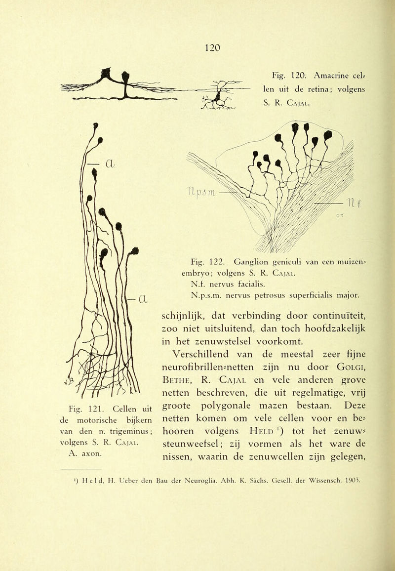 Fig. 120. Amacrine ceF len uit de retina; volgens S. R. Cajal. Fig. 121. Cellen uit de motorische bijkern van den n. trigeminus; volgens S. R. Cajal. A. axon. N.f. nervus facialis. N.p.s.m. nervus petrosus superficialis major. schijnlijk, dat verbinding door continuïteit, zoo niet uitsluitend, dan toch hoofdzakelijk in het zenuwstelsel voorkomt. Verschillend van de meestal zeer fijne neurofibrillen^netten zijn nu door Golgi, Bethe, R. Cajal en vele anderen grove netten beschreven, die uit regelmatige, vrij groote polygonale mazen bestaan. Deze netten komen om vele cellen voor en be^ hooren volgens Held ') tot het zenuw^ steunweefsel; zij vormen als het ware de nissen, waarin de zenuwcellen zijn gelegen. Held, H. Ueber den Bau der Neuroglia. Abh. K. Sachs. Gesell. der Wisscnsch. 1903.